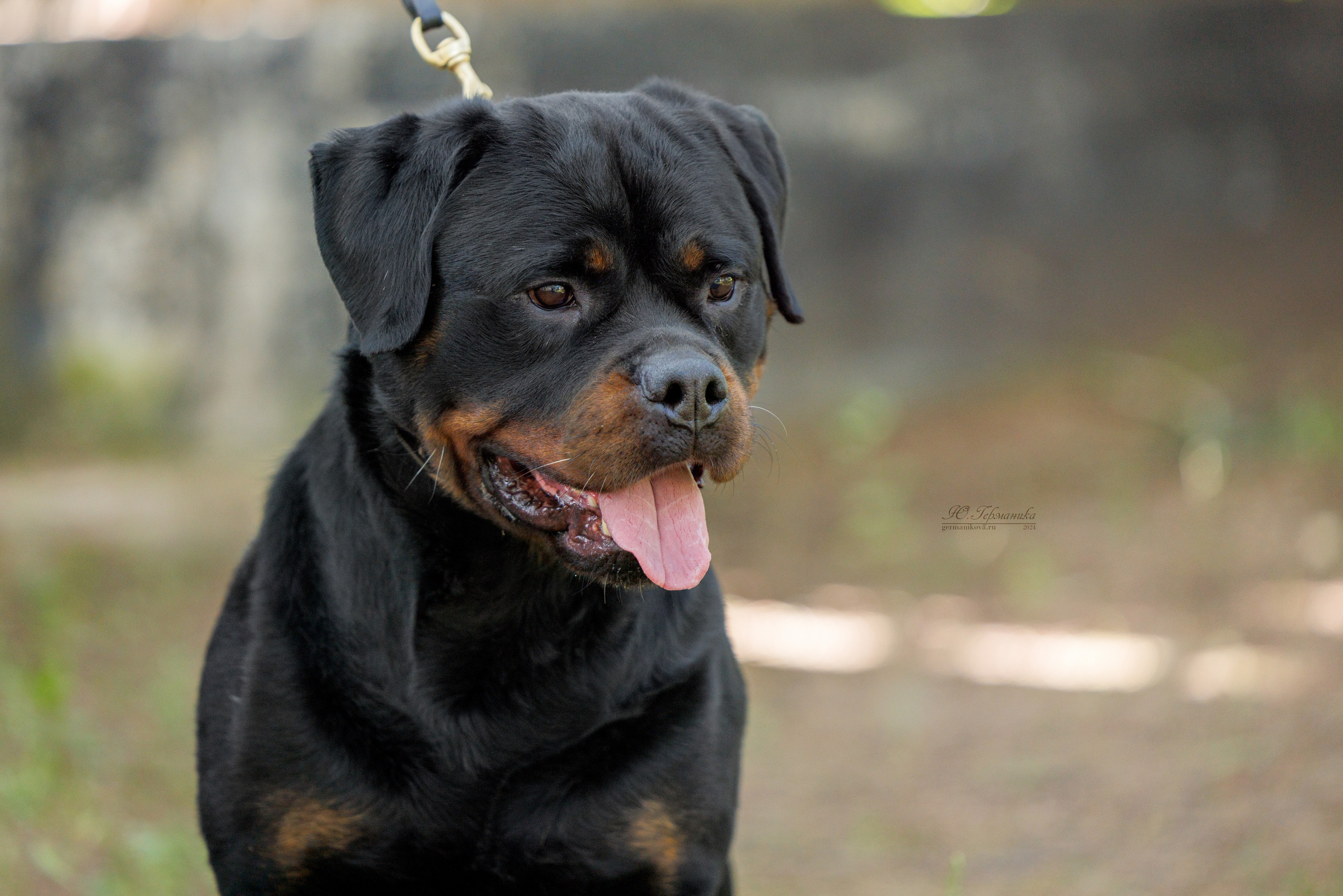 Астана 2хCACIB 17-18.08.2024. Фотограф-анималист Юлия Германика