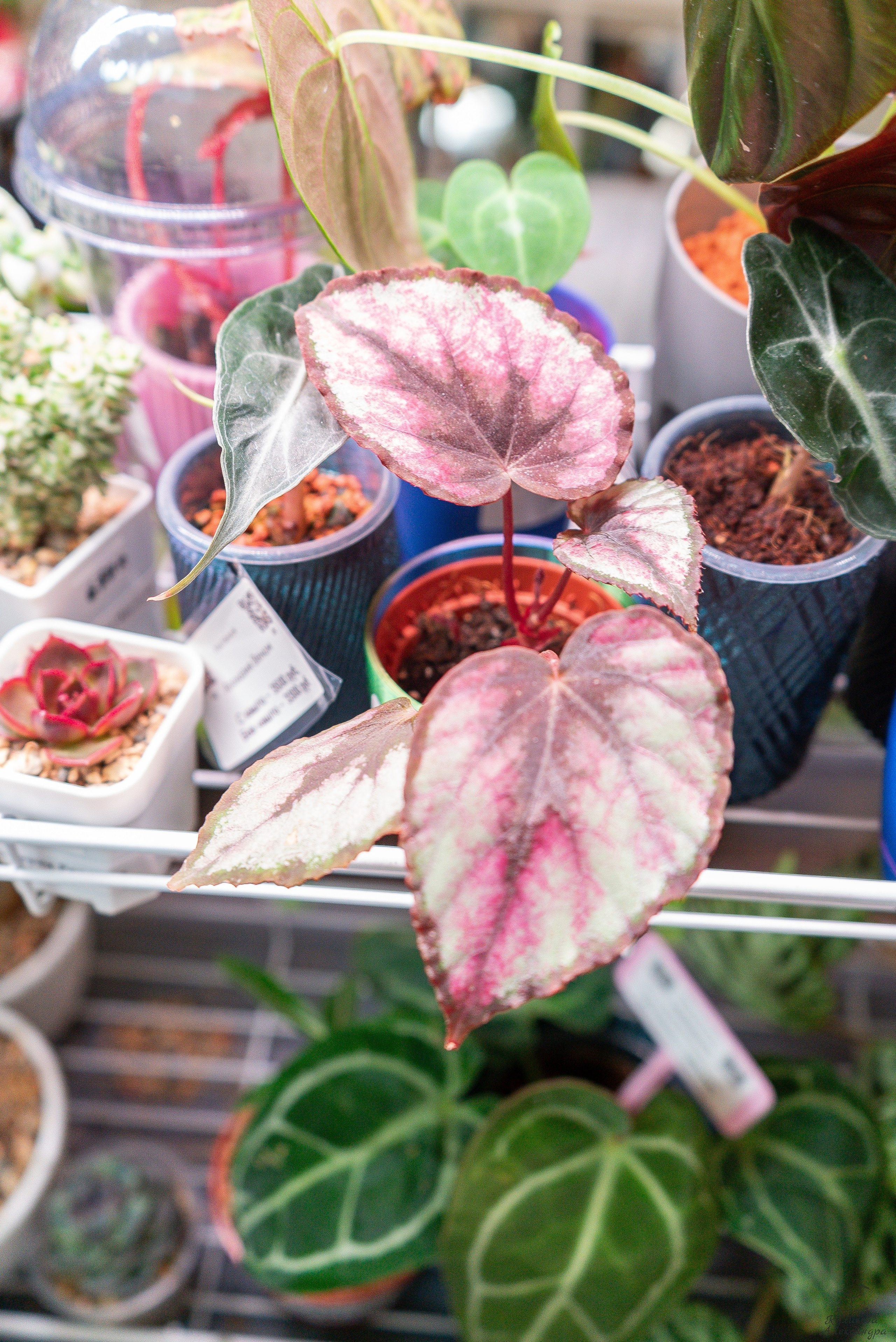 Гроубокс Артплей апрель. Александра Куликова фотограф, Москва