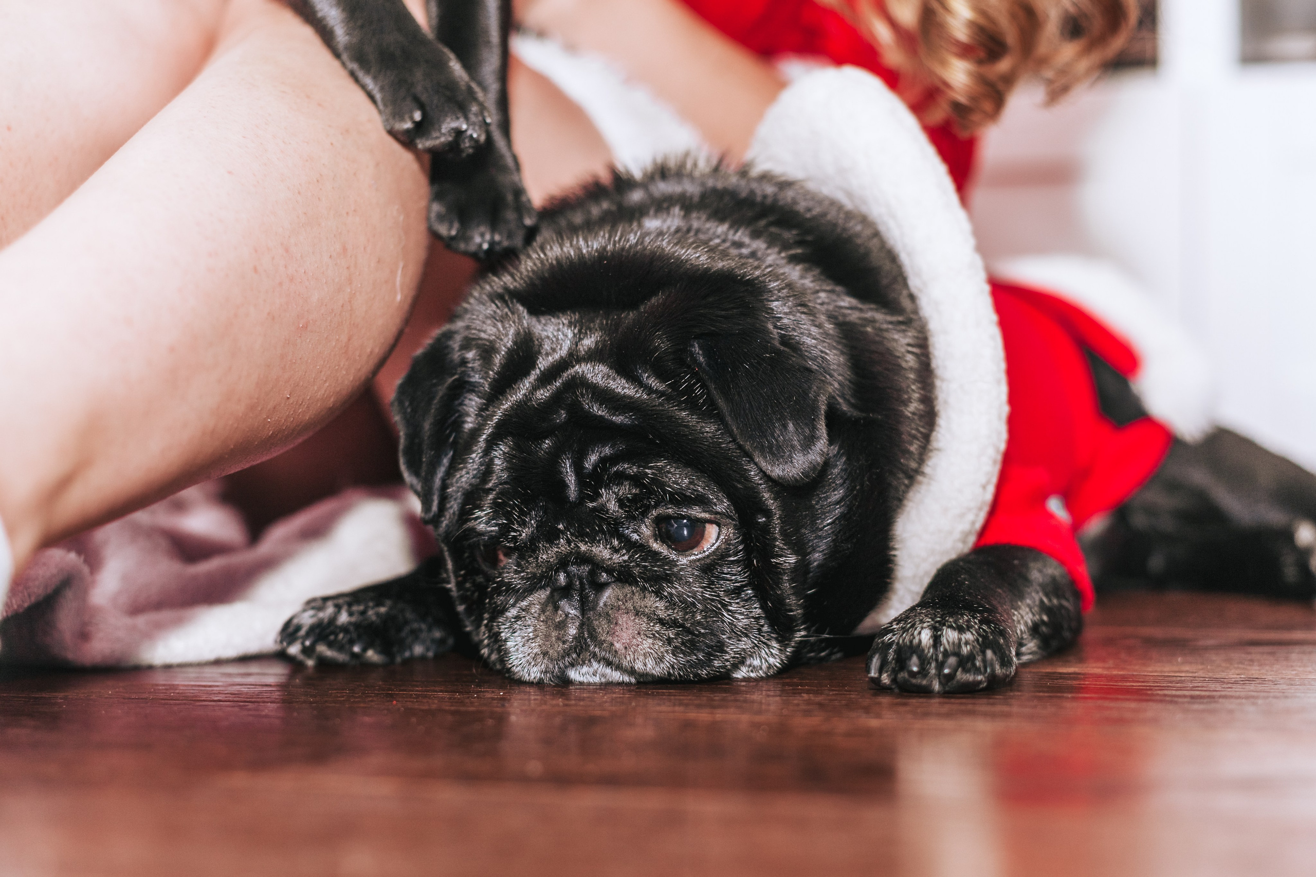 Домашняя фотосессия Оли и двух ее мопсов. Фотограф-анималист Татьяна Степанова