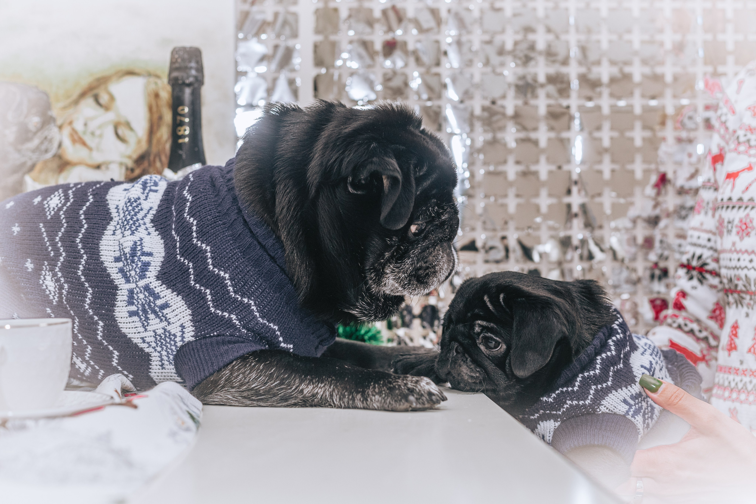 Домашняя фотосессия Оли и двух ее мопсов. Фотограф-анималист Татьяна Степанова