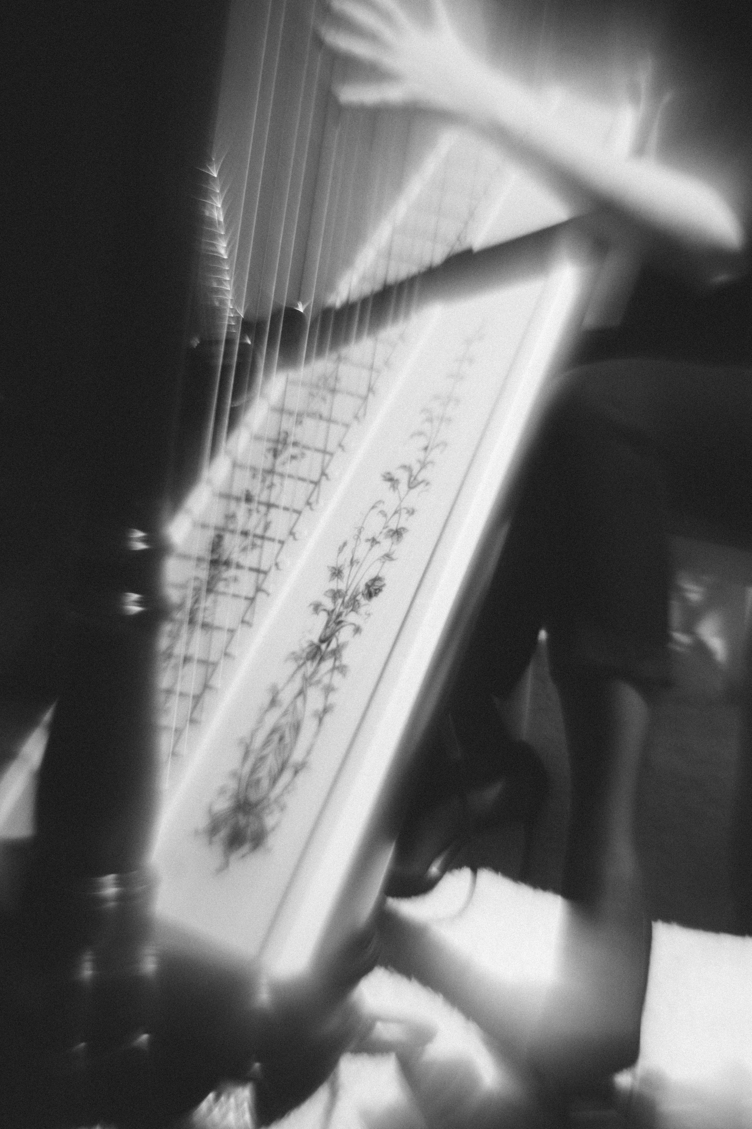 Арфовый дом. Veronika Popadeikina Photographer