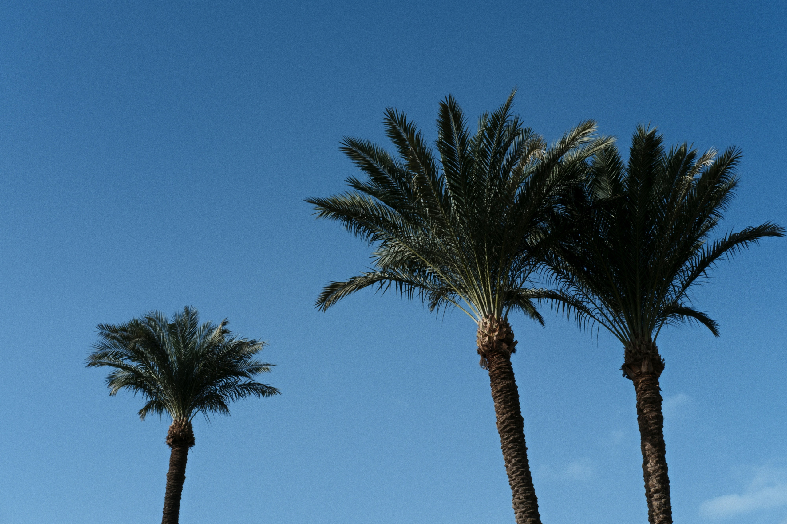 War Memorial Cemetery / Cairo, Egypt AW25. Фотограф Юрин Евгений