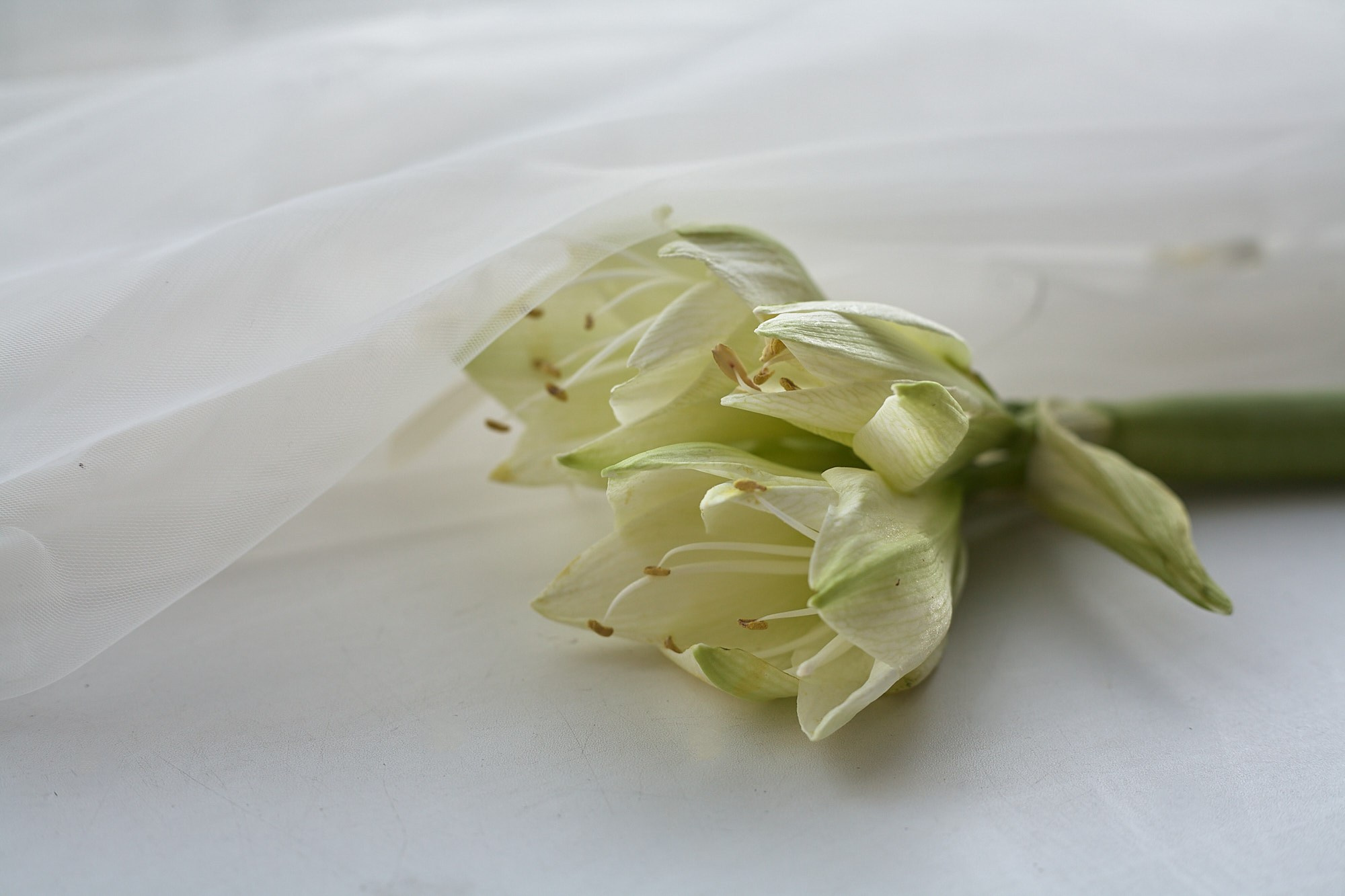 Екатерина и Василий. Олеся Лыпкань. Профессиональный фотограф Москва и МО