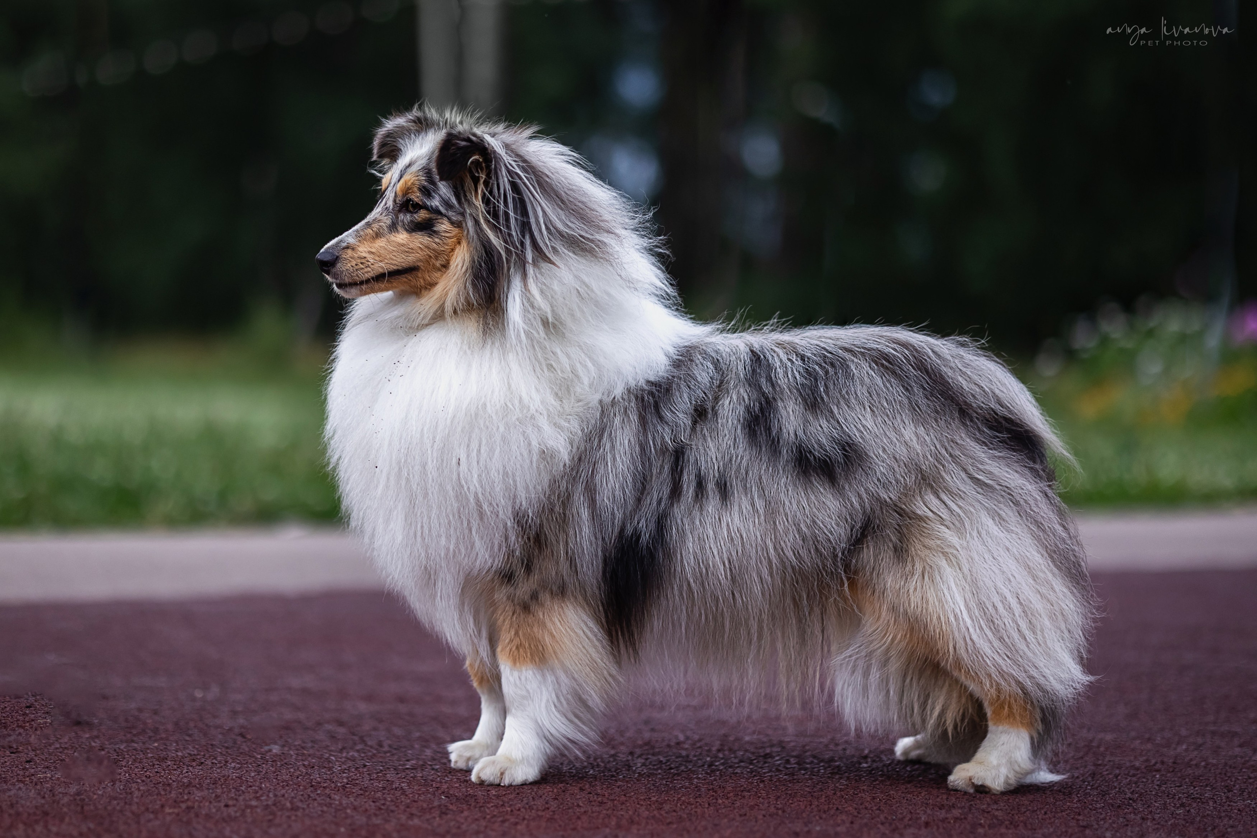 Шелти Мальвина и Марго. Фотограф анималист Аня Ливанова | Рыбинск