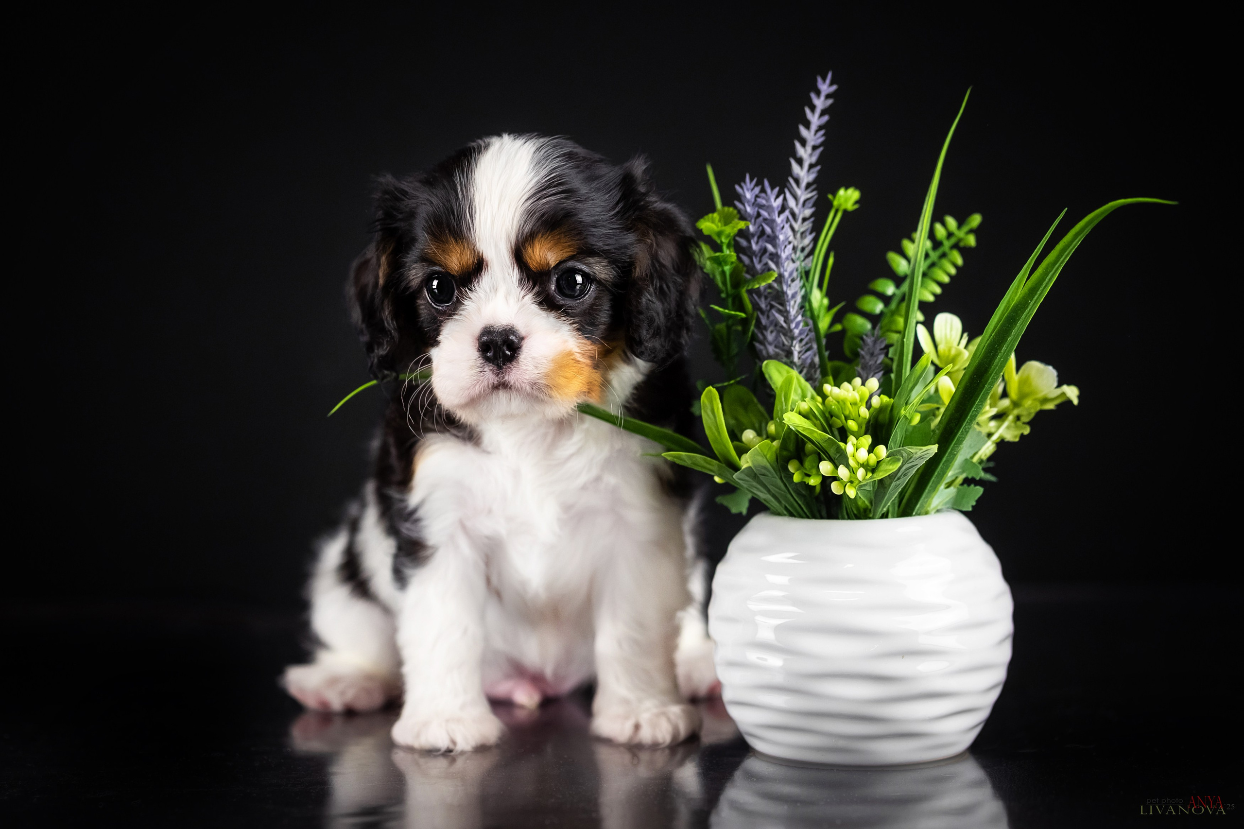Кавалерчики. Фотограф анималист Аня Ливанова | Рыбинск