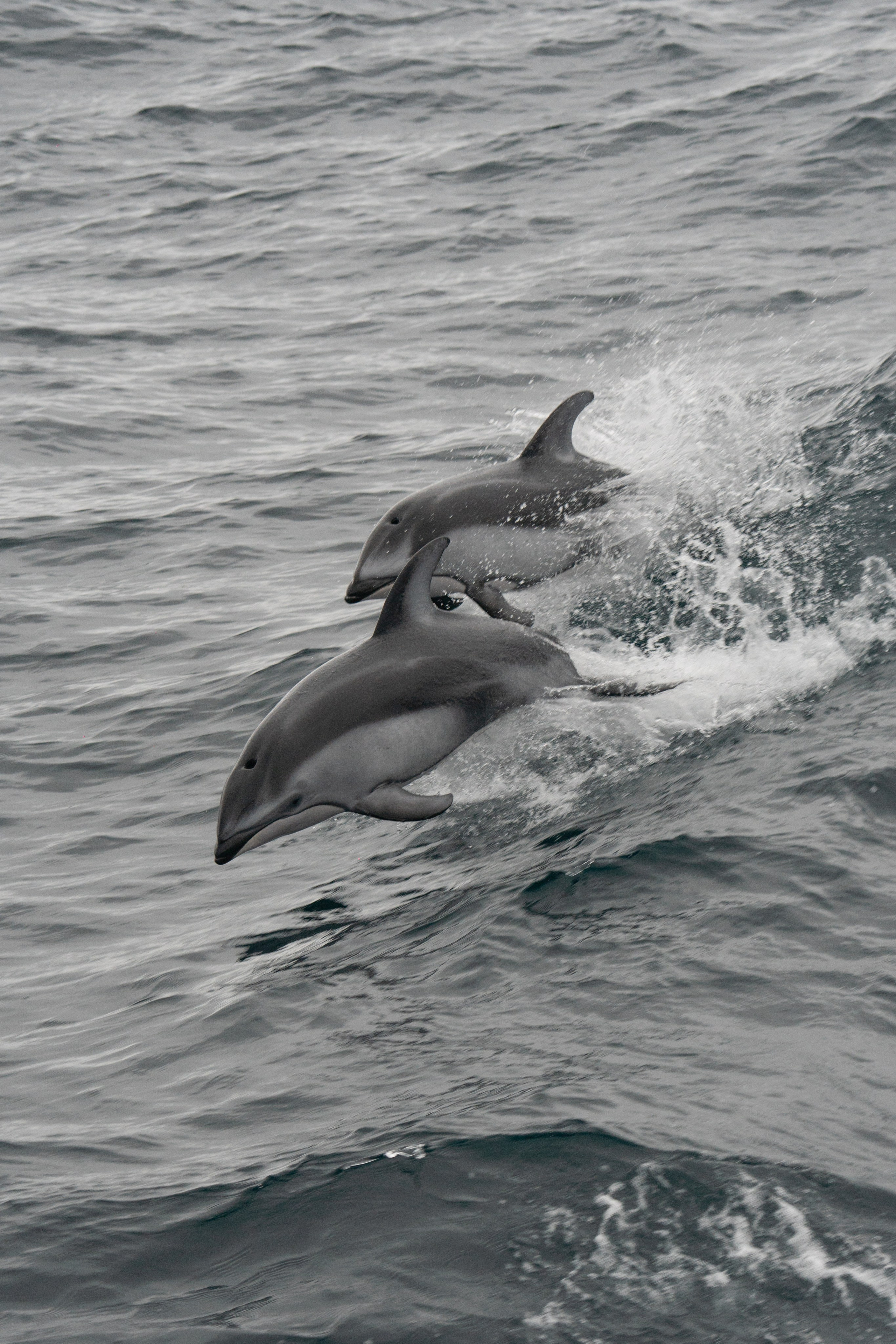 Дельфины в Охотском море Курильские острова Сахалин gusarov2906 