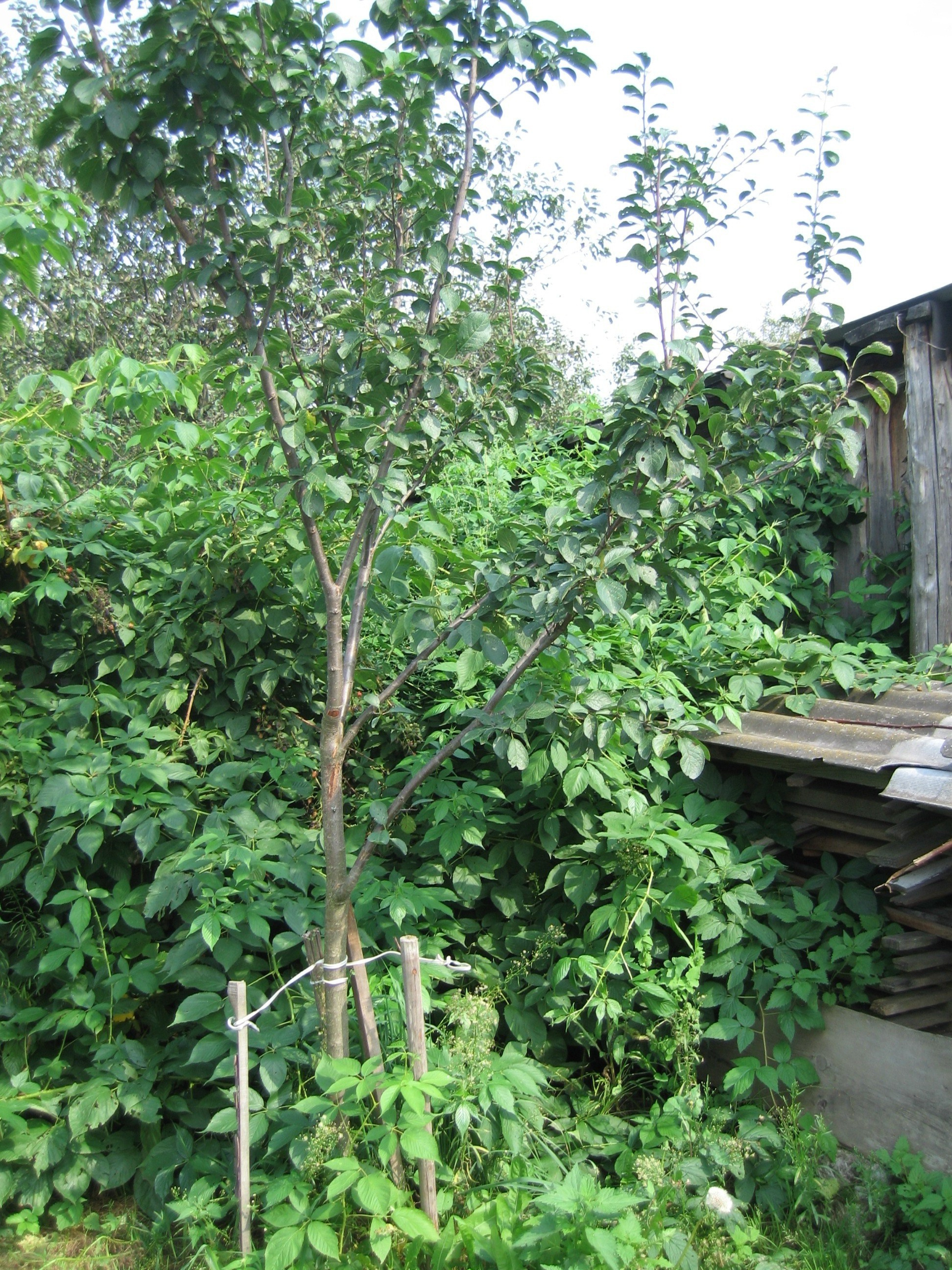 Зелёная растительность, деревья и кустарники. Видна деревянная конструкция, возможно, сарай или забор. 