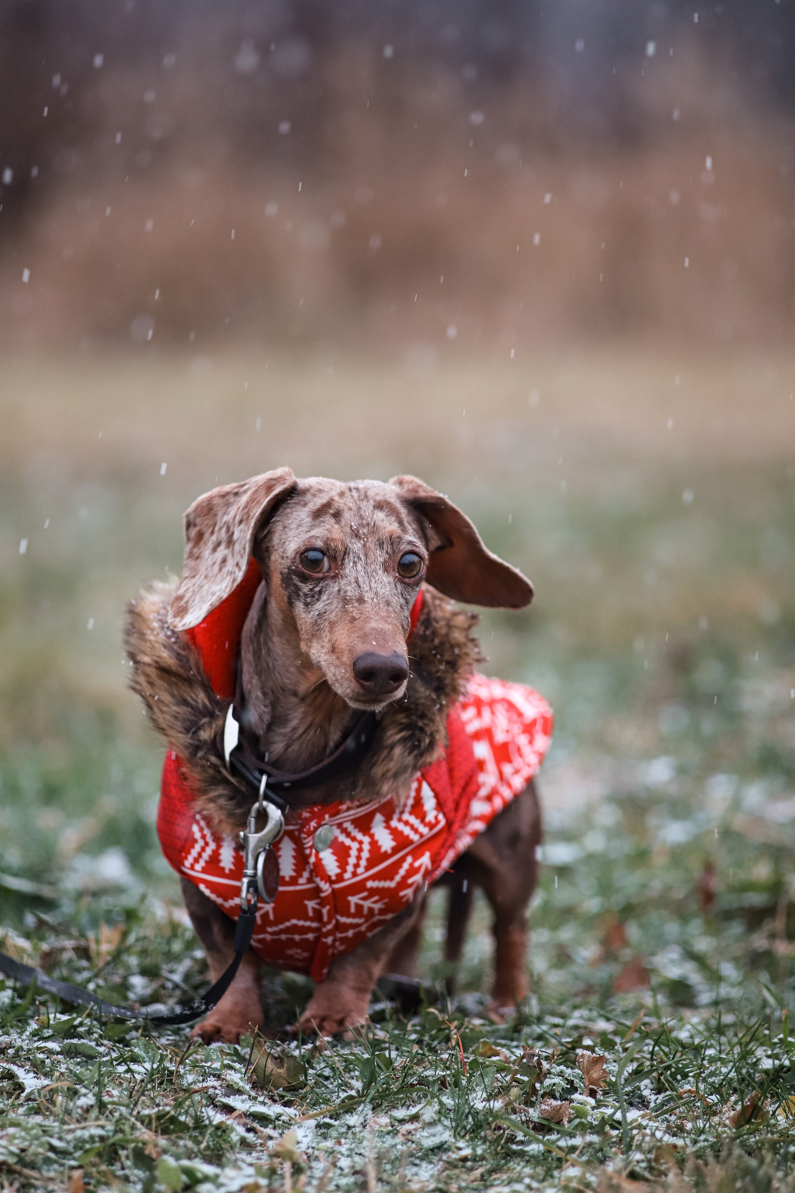 Собаки. Фотограф Ольга Мурзина