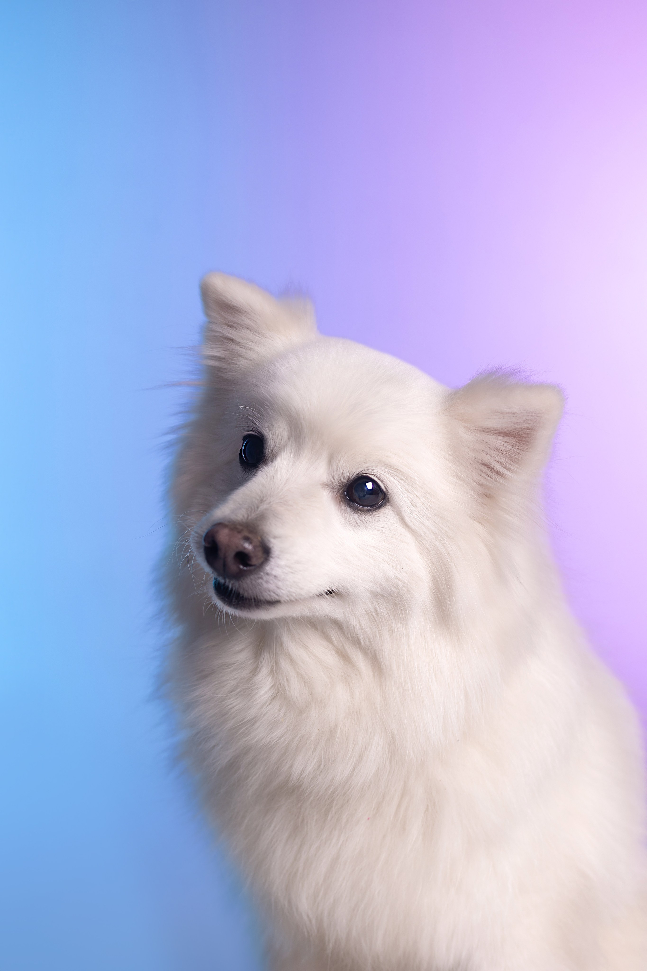 Неон. Фотограф анималист Кристина Карпова, Москва