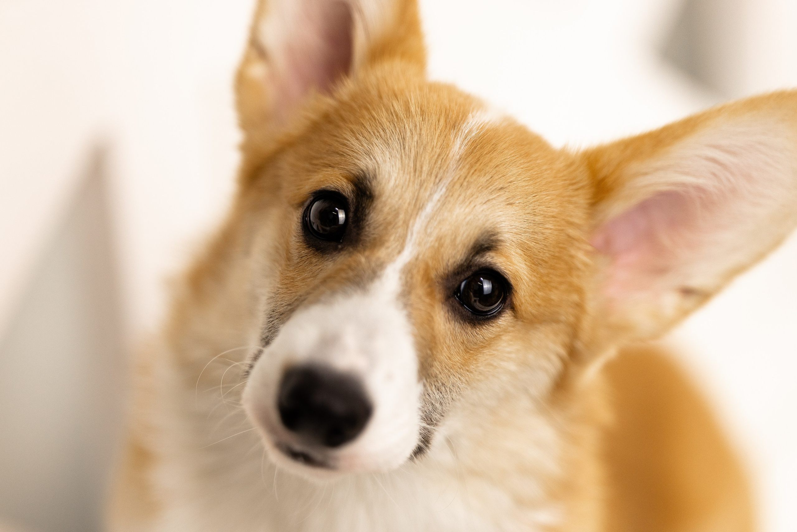 Корги. Фотограф и видеограф анималист Аганина Дарья