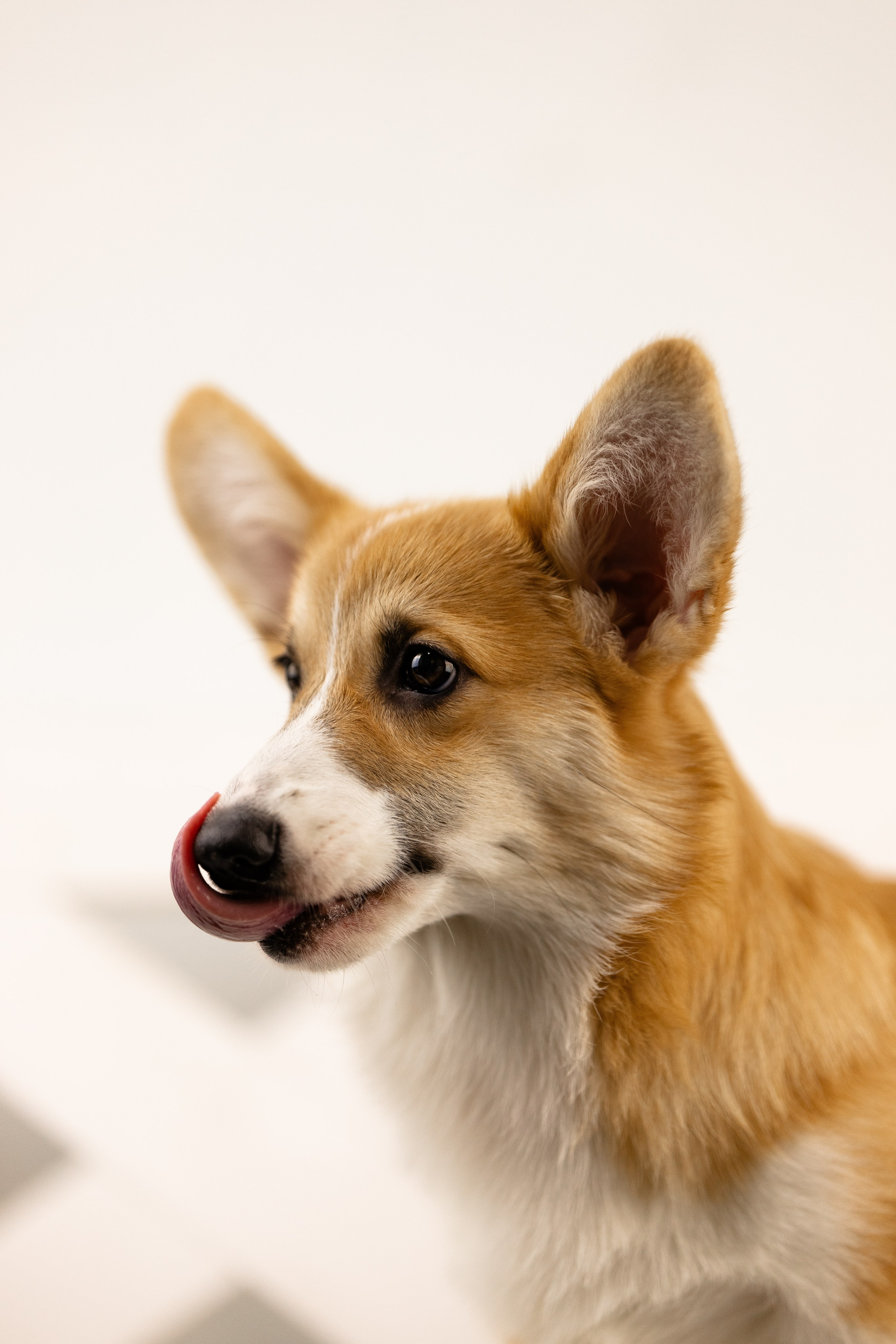 Корги. Фотограф и видеограф анималист Аганина Дарья