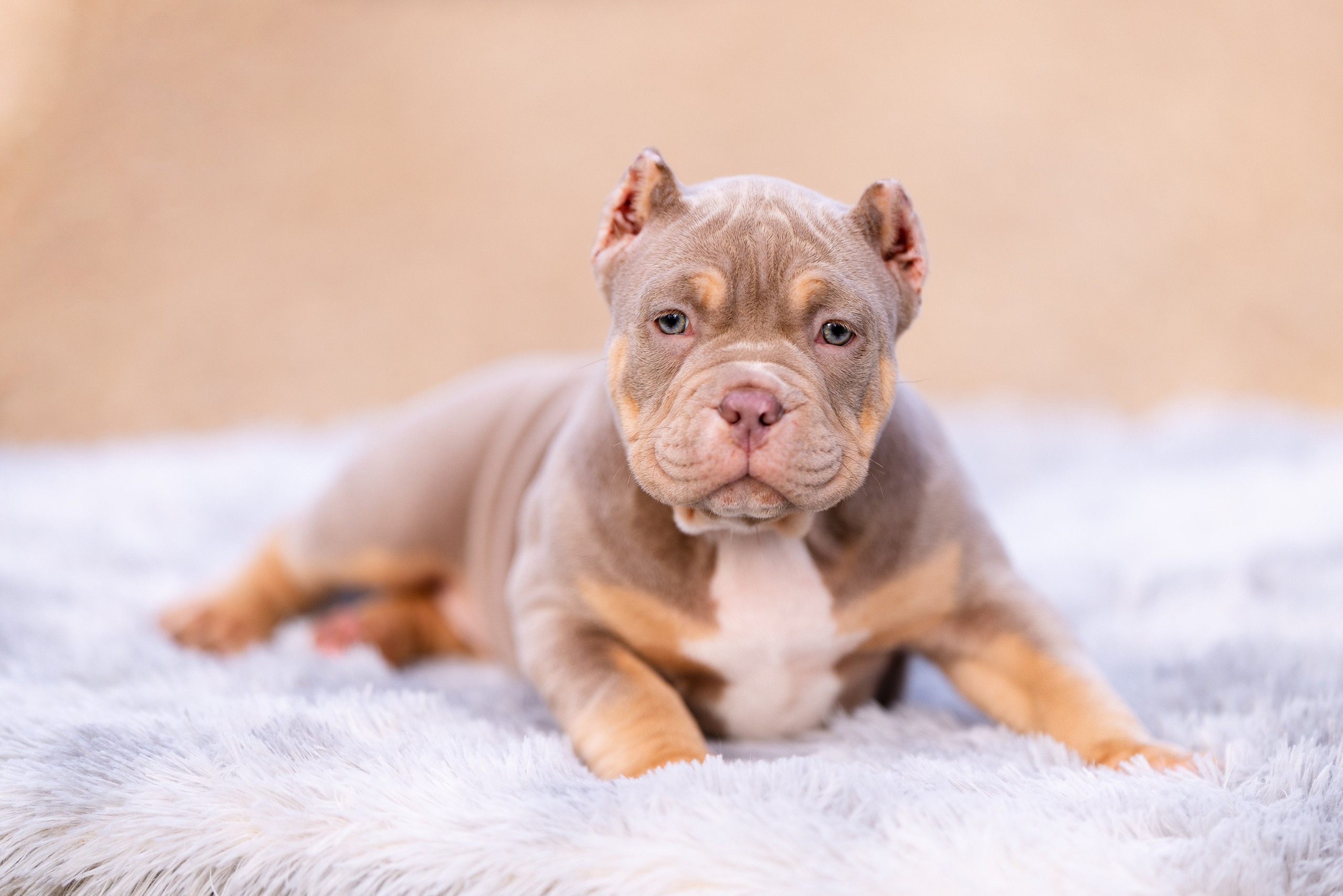 Булли. Фотограф и видеограф анималист Аганина Дарья