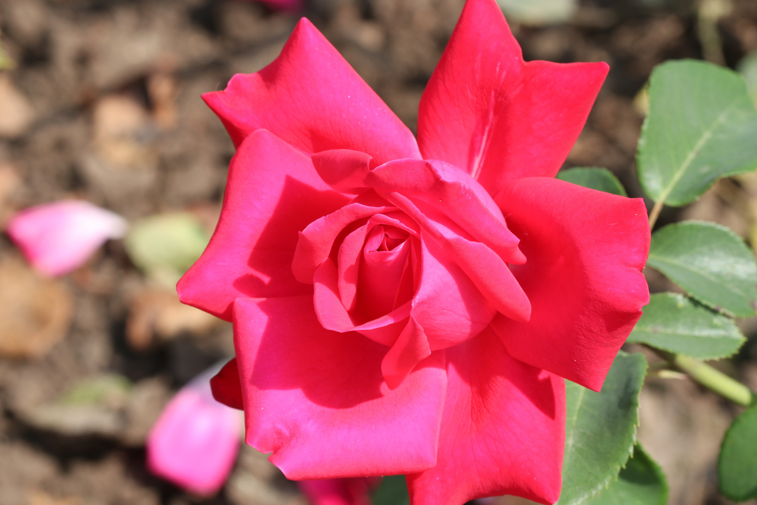 Долина роз в Кисловодске. Фото-художник и Репортажный фотограф Николаев Александр Алексеевич