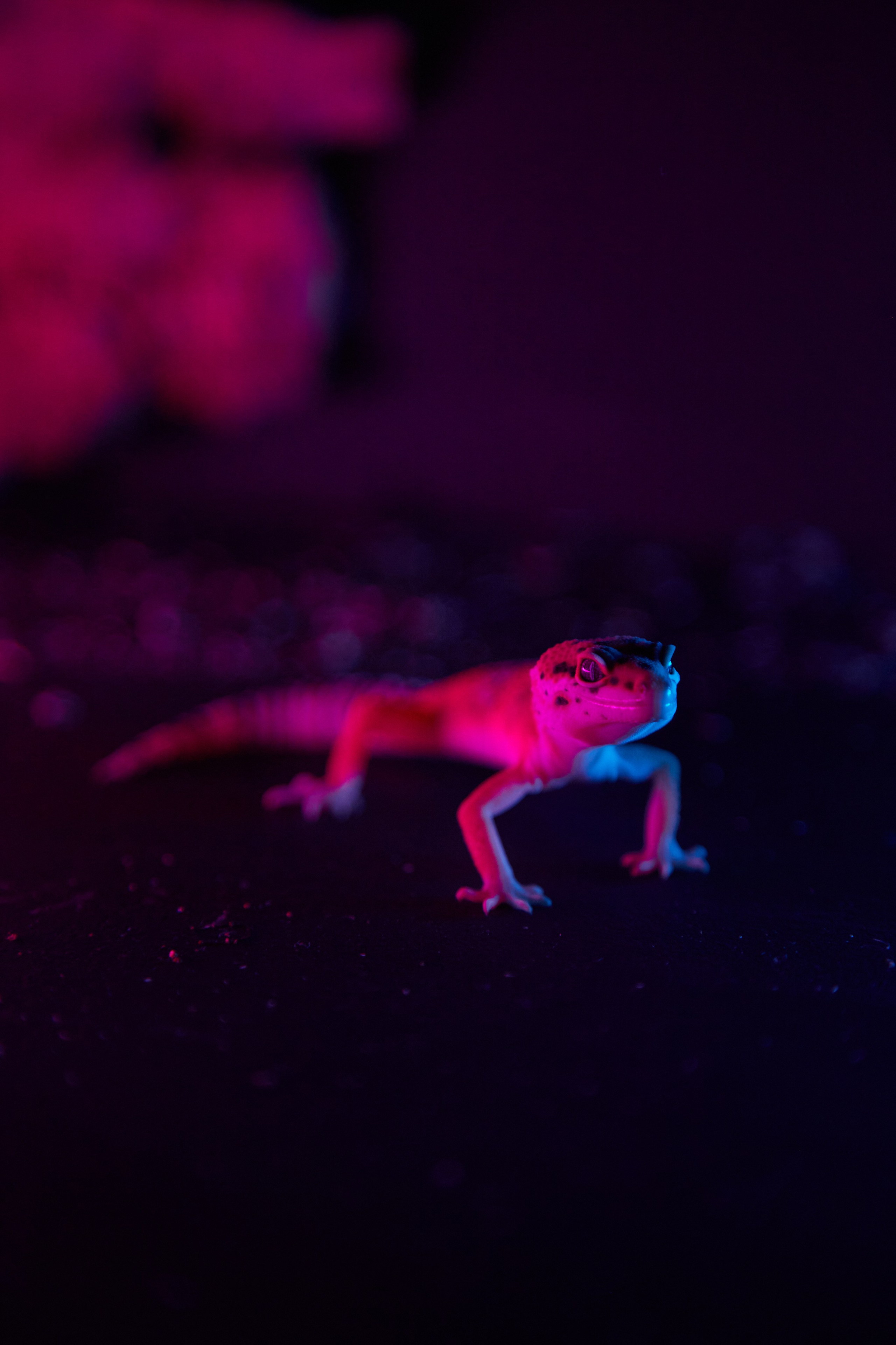 Фотосъёмка ящерицы на тёмном фоне с фиолетовой подсветкой.