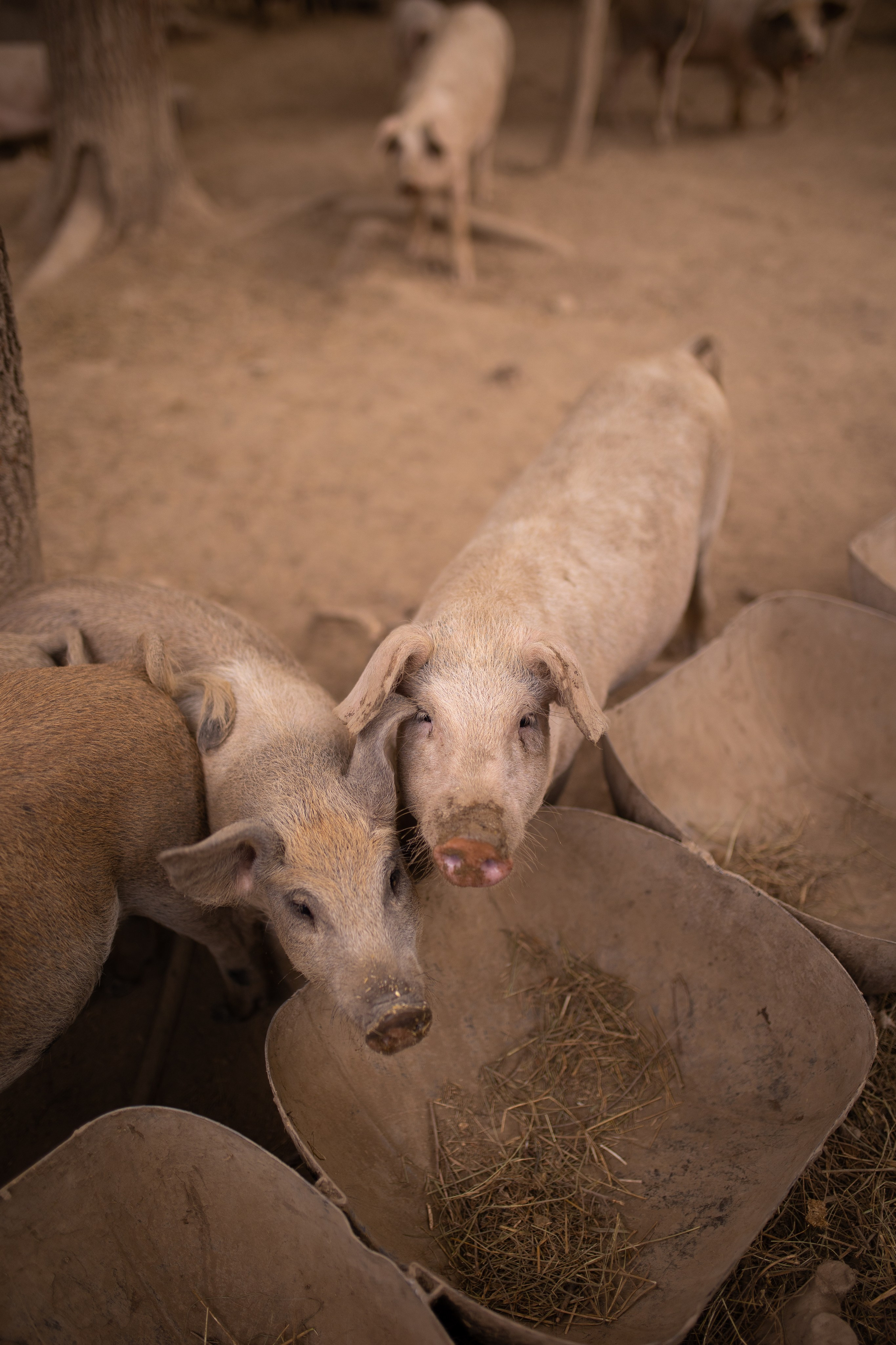 ЦВЕТНЫЕ ФОТОГРАФИИ. Никита Аничкин фото и видео оператор из России