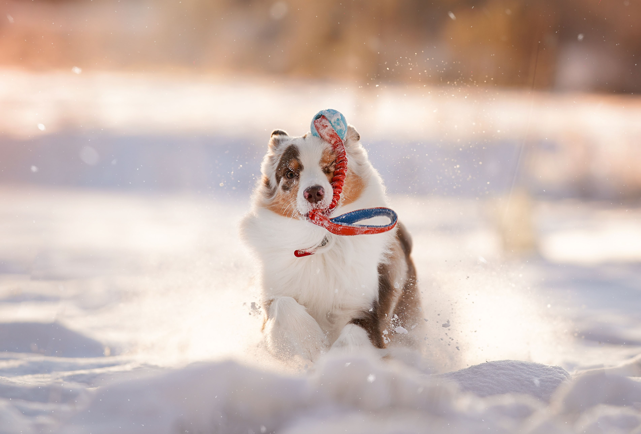 Панда и Юни Карелия. Фотограф-анималист в Санкт-Петербурге Яна Мартынова