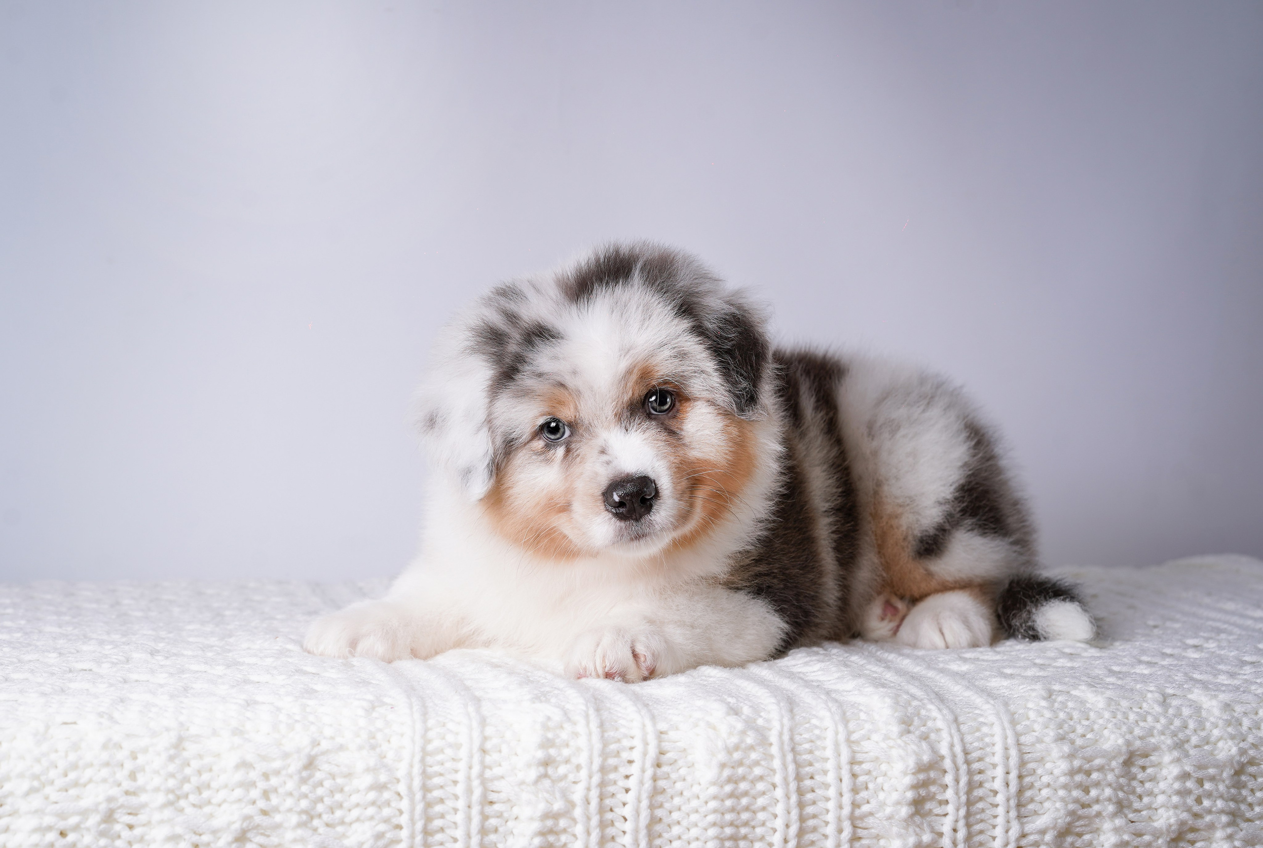 Щенки аусси. Фотограф-анималист в Санкт-Петербурге Яна Мартынова