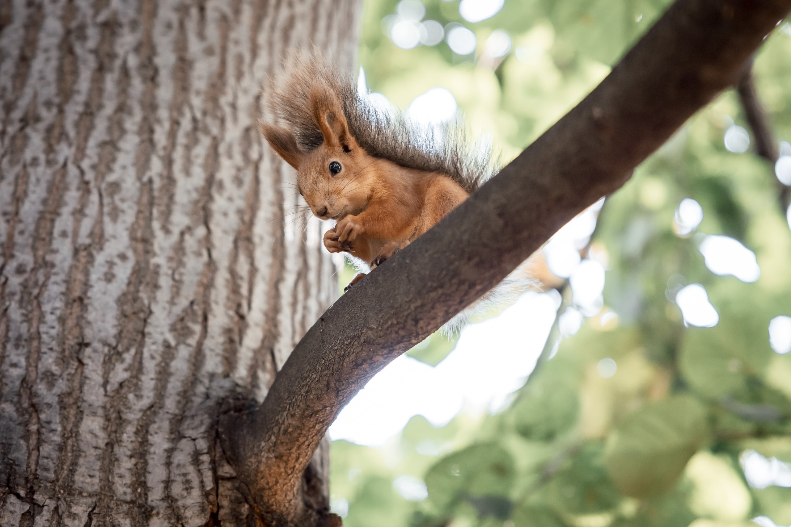 Осенняя прогулка в парке. Фотограф в Москве Мухина Ирина