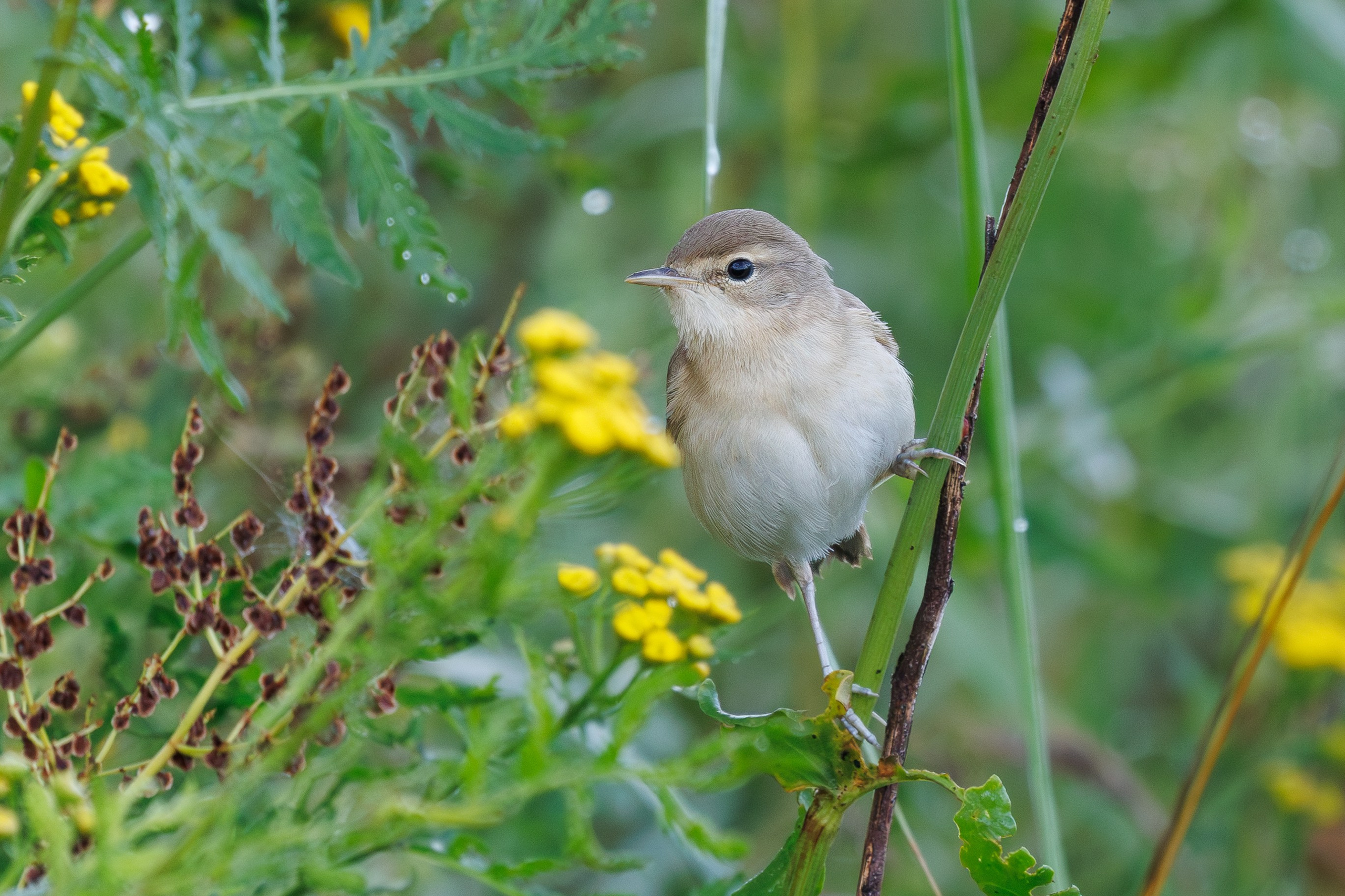 Птицы Москворецкого пойменного заказника. Птицы парков г. Люберцы