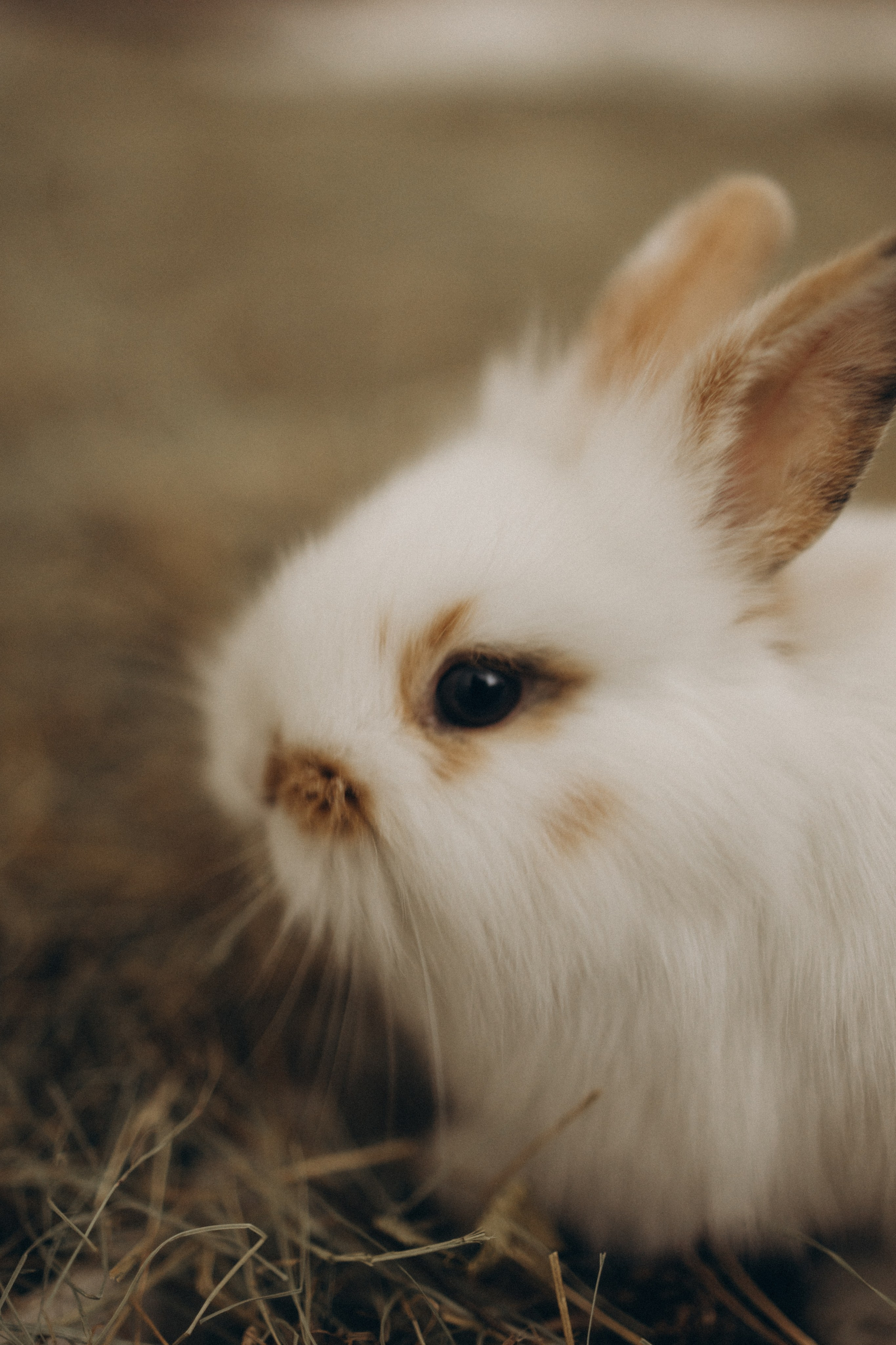 Пасхальная история. Фотограф в Иваново и Суздале