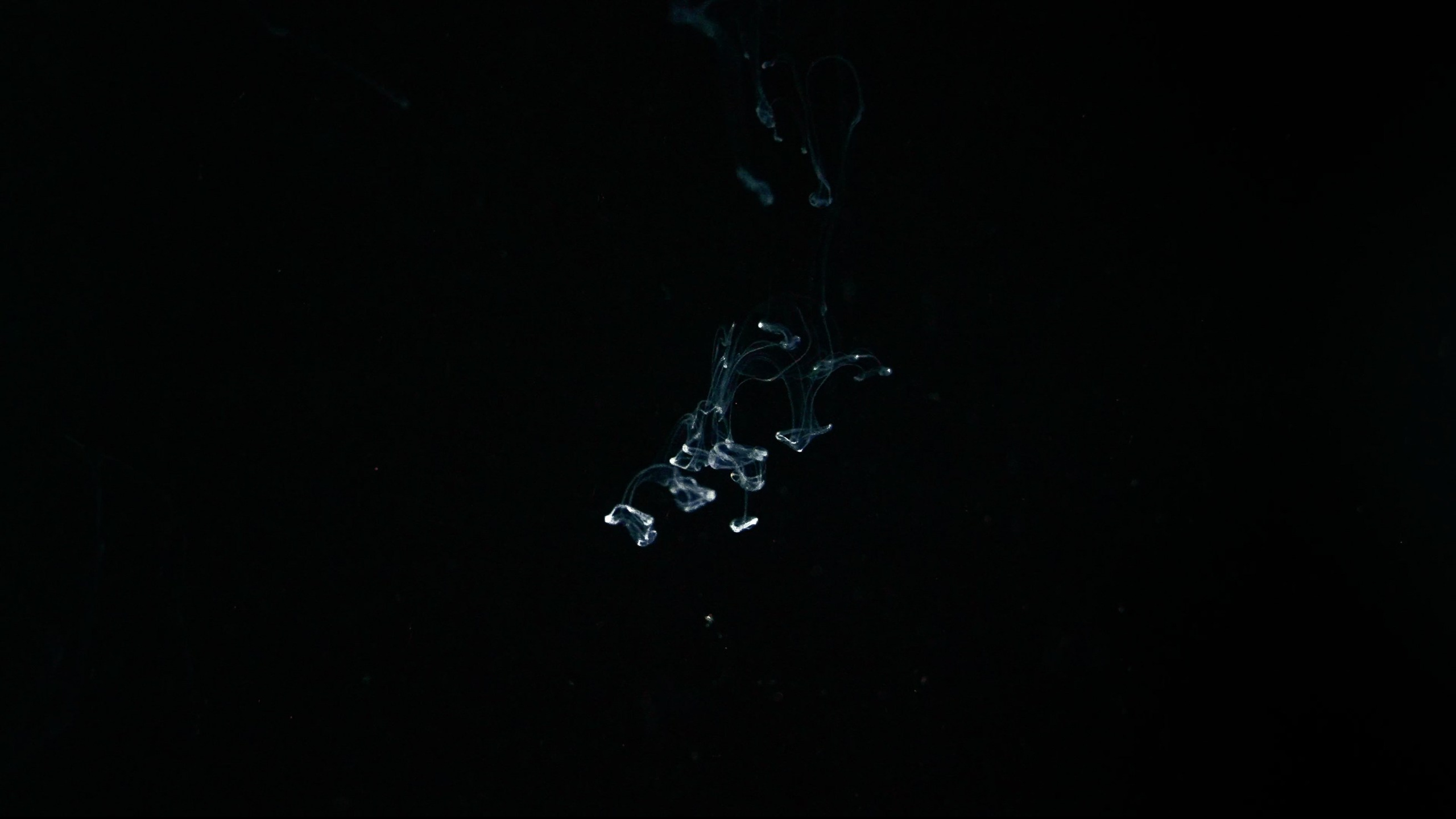 Лука Шарабидзе. Оператор. Лука Шарабидзе. Оператор, фотограф