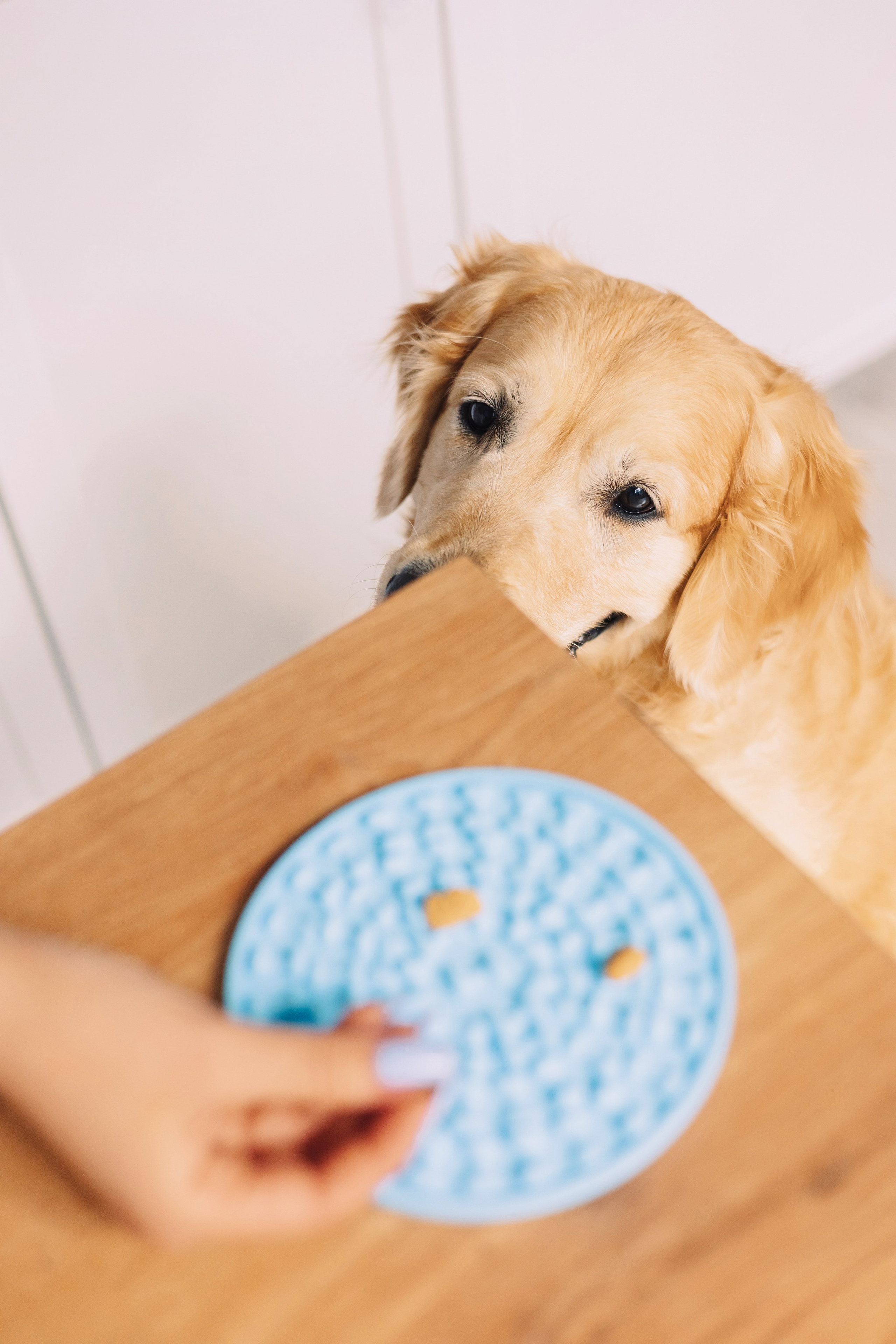 Магазин Friend of mine. Фотограф-анималист Елена Радченко, Москва
