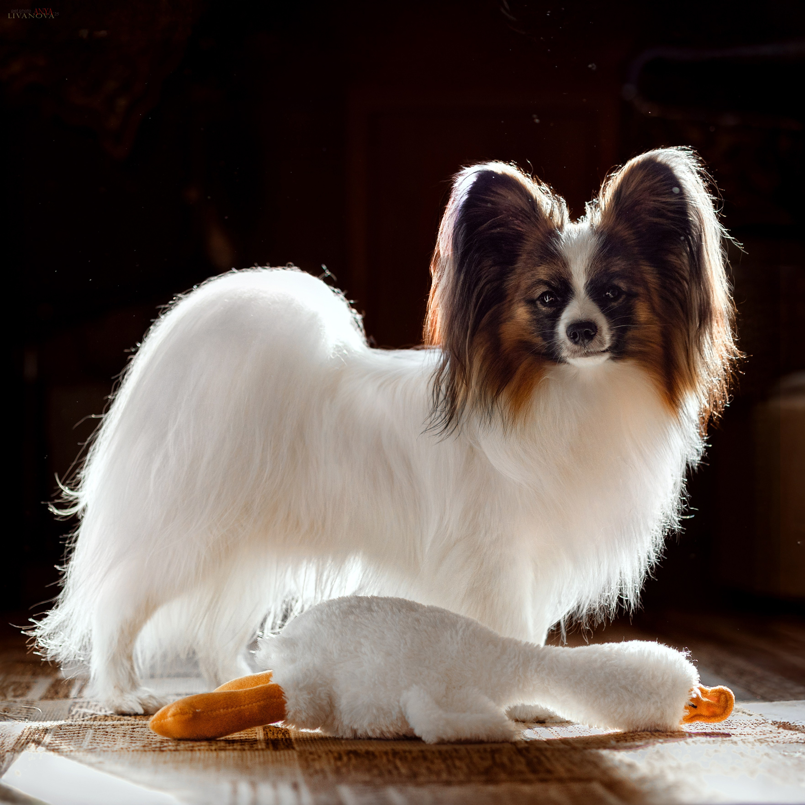 Хьюстон. Фотограф анималист Аня Ливанова | Рыбинск