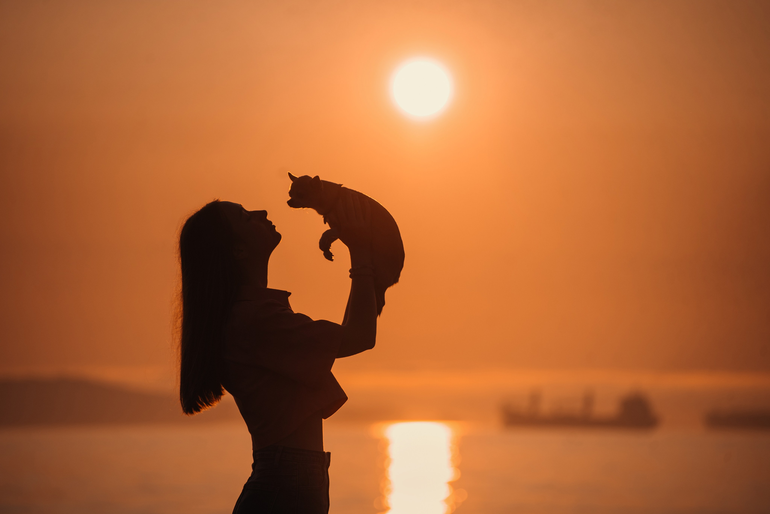 Прогулка: чихуахуа Хенни и Алина во Владивостоке. Портфолио