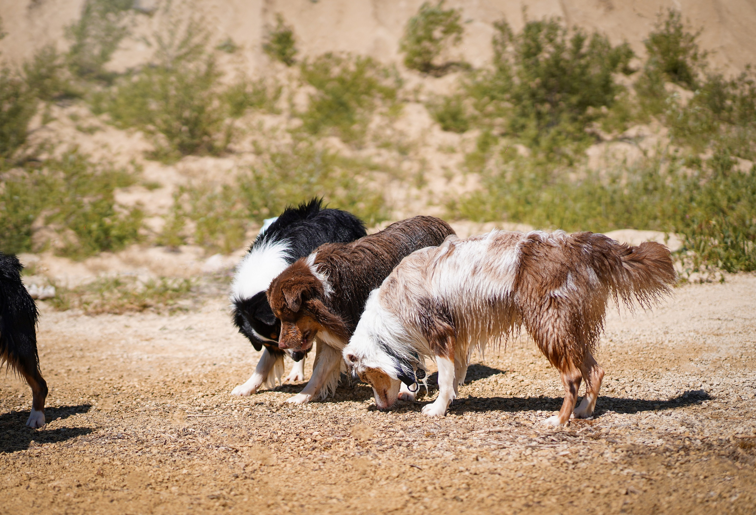 Аусси на карьерах. Фотограф-анималист в Санкт-Петербурге Яна Мартынова