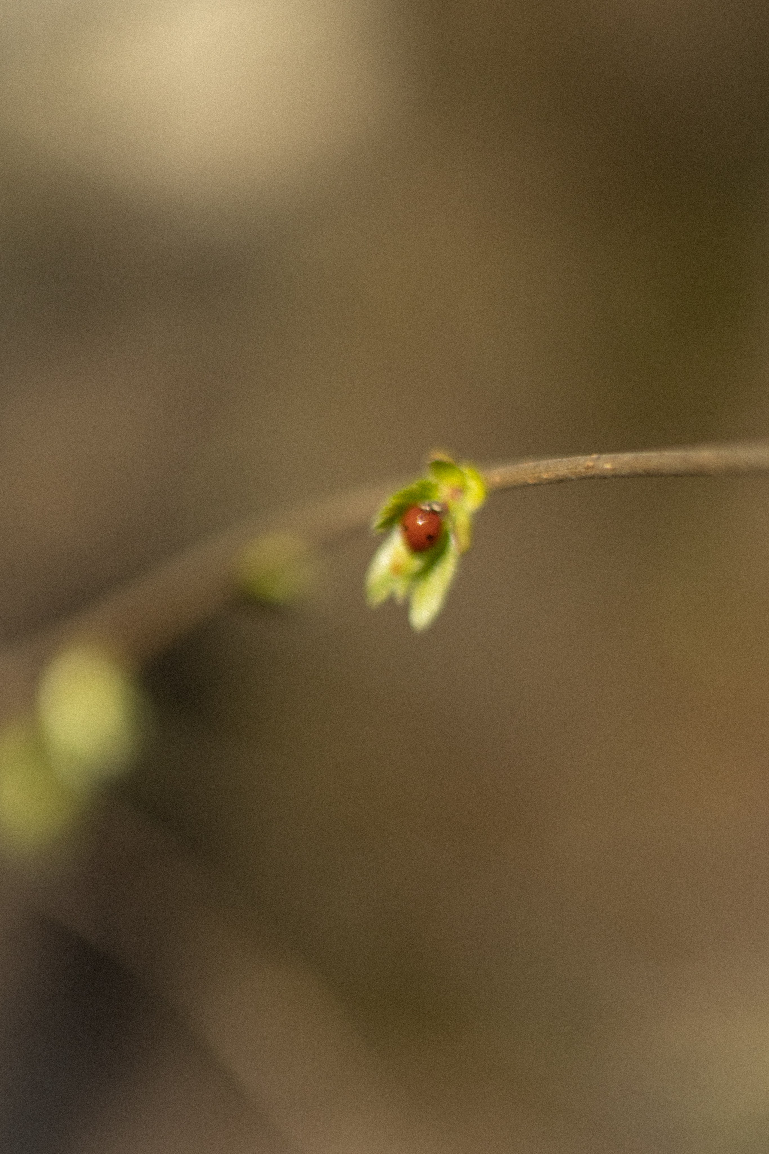 Юля. Фотограф в Нижнем Новгороде Воробьева Анжела