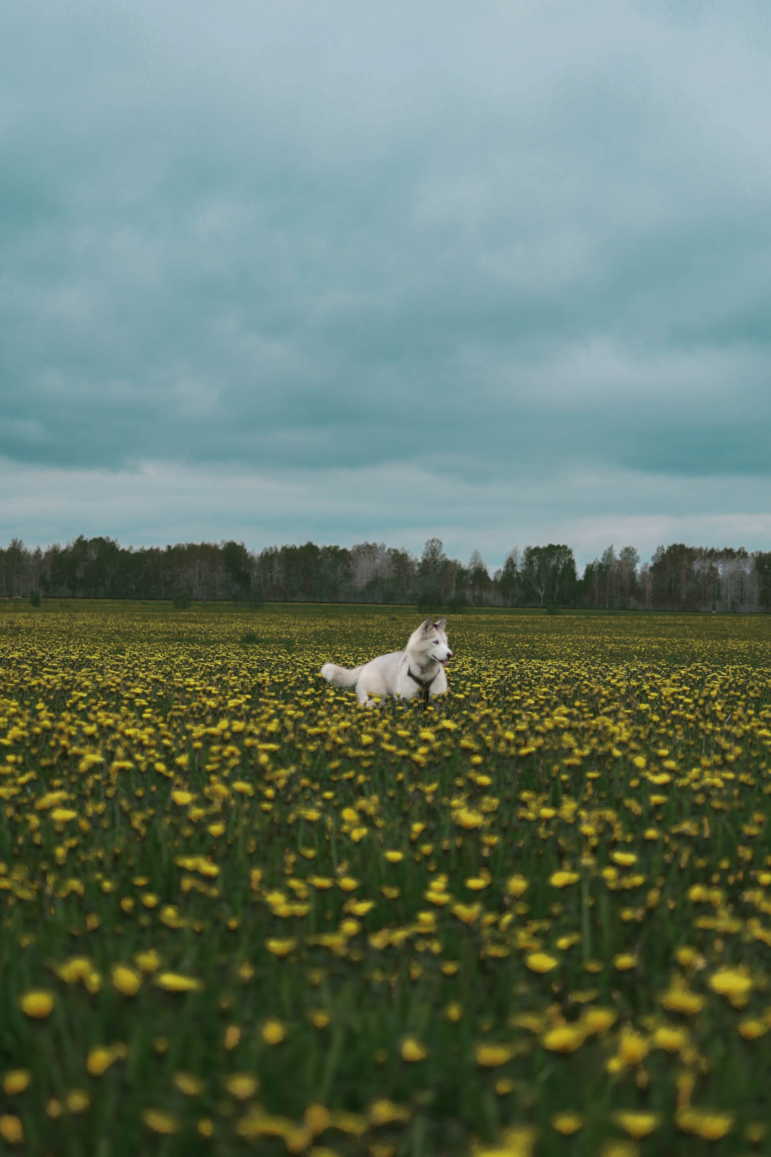 Шанти и Катя. Фотограф-анималист в Санкт-Петеребурге Титова Алиса