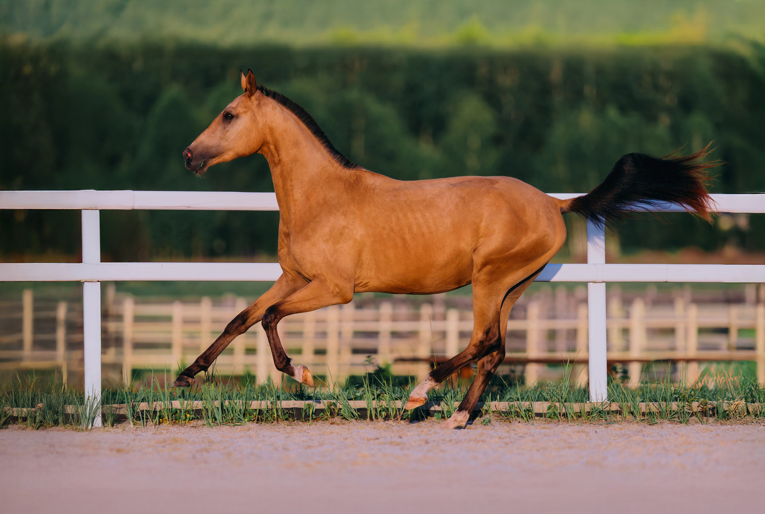 В движении. Фотограф-анималист Ксендзова Кристина