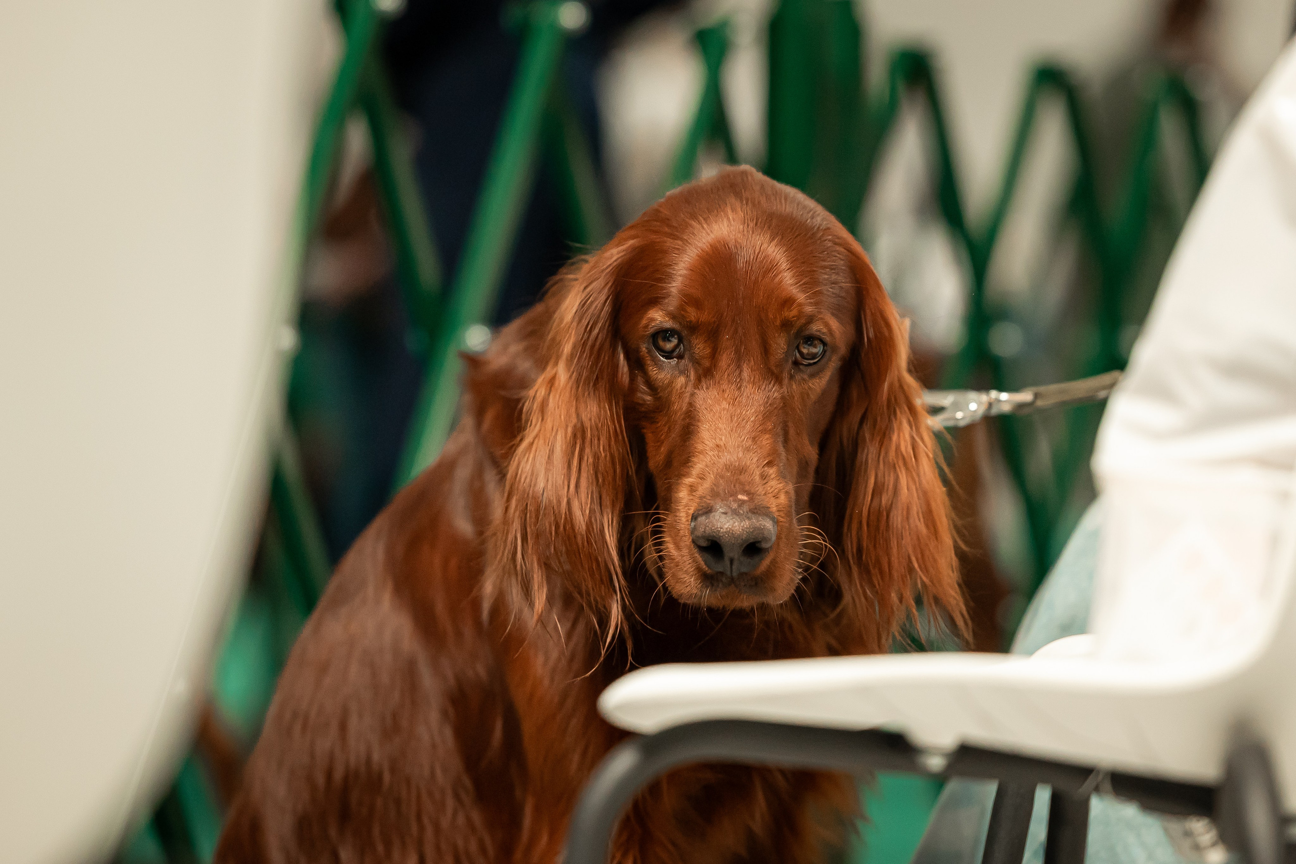 Выставка сеттеров 19.05.24