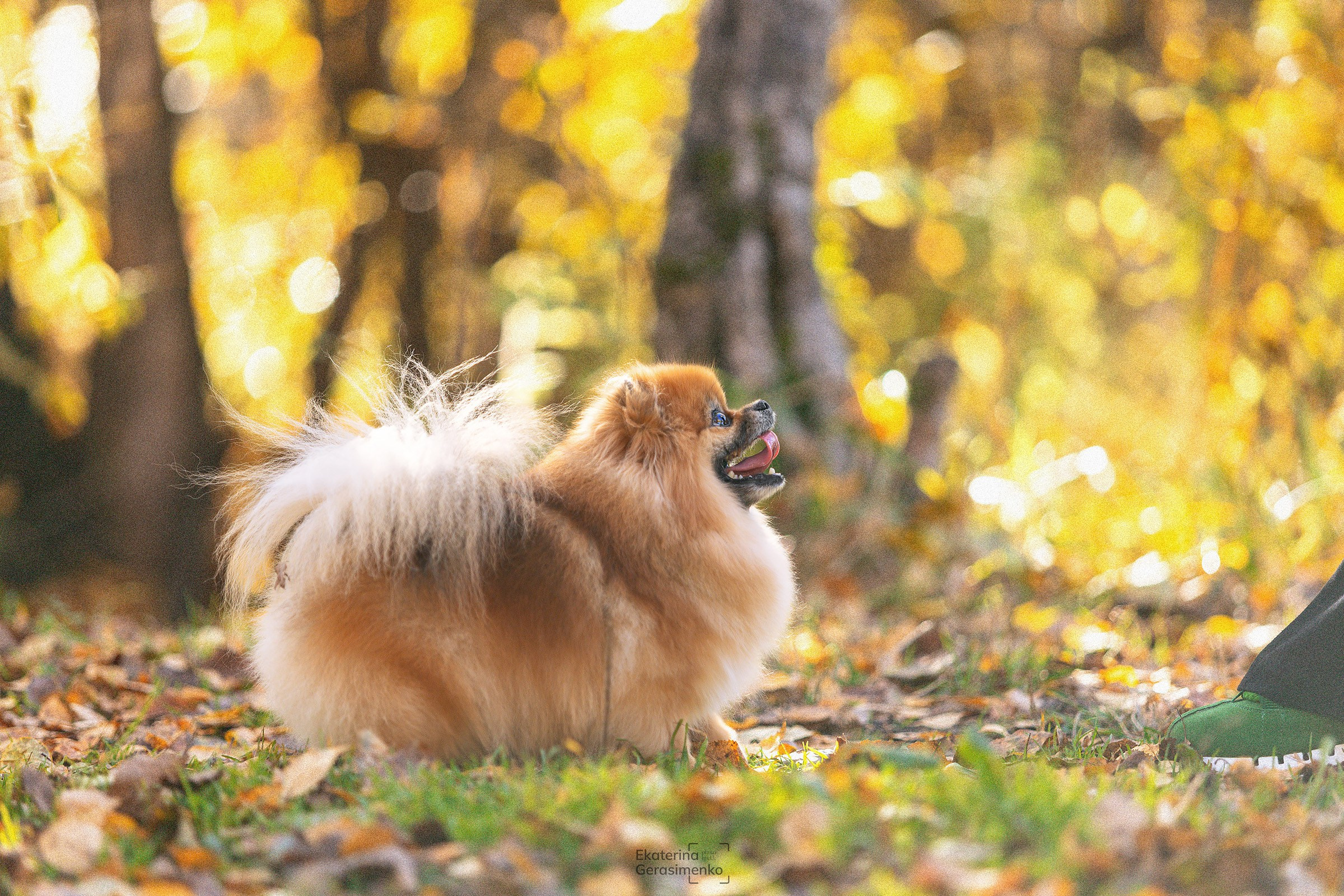 Шпиц. Htykk_photo