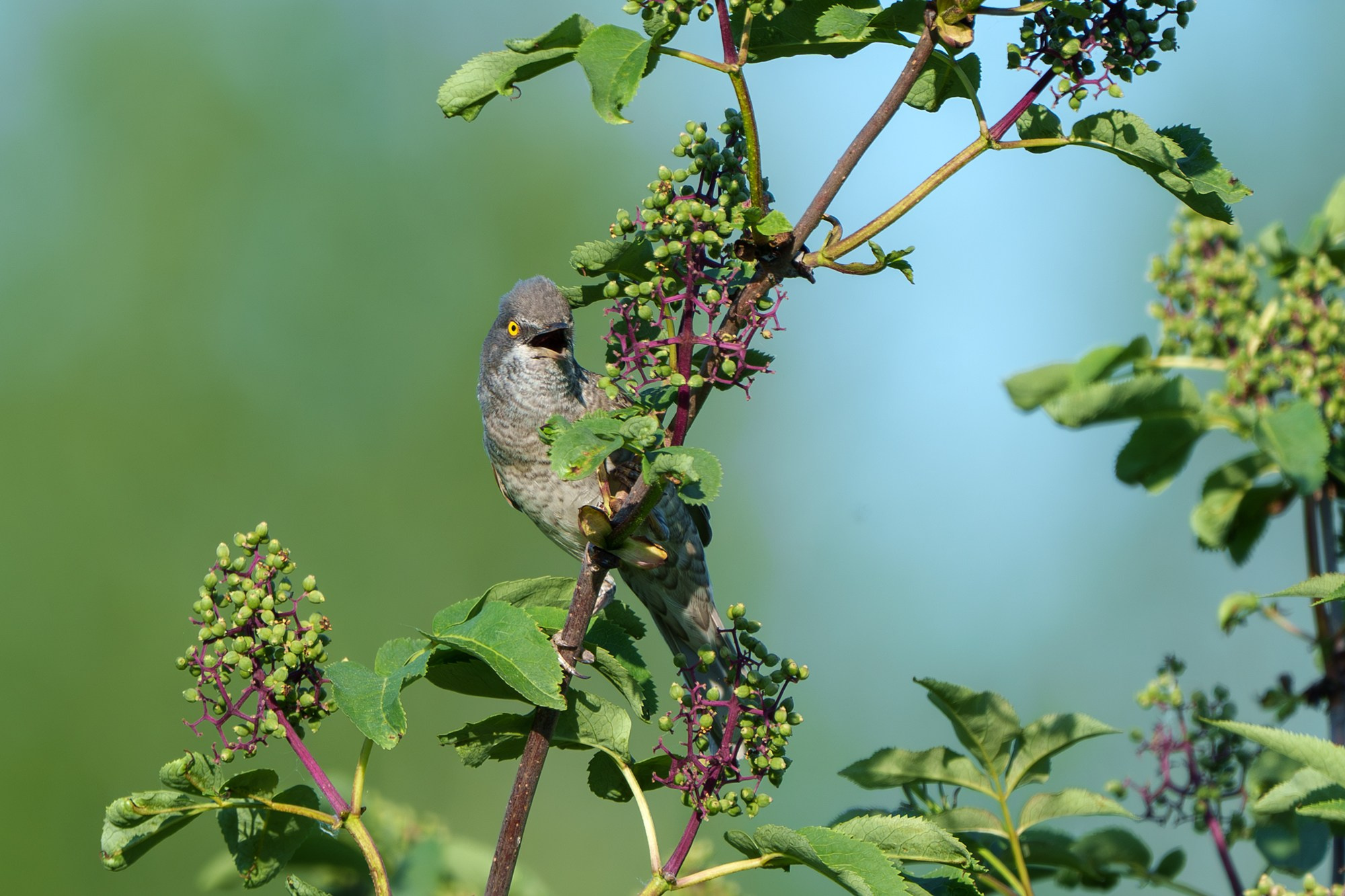 Удивительные мир птиц. Вокруг нас столько прекрасного — присмотритесь!. Ваш личный фотограф Марина Волкова