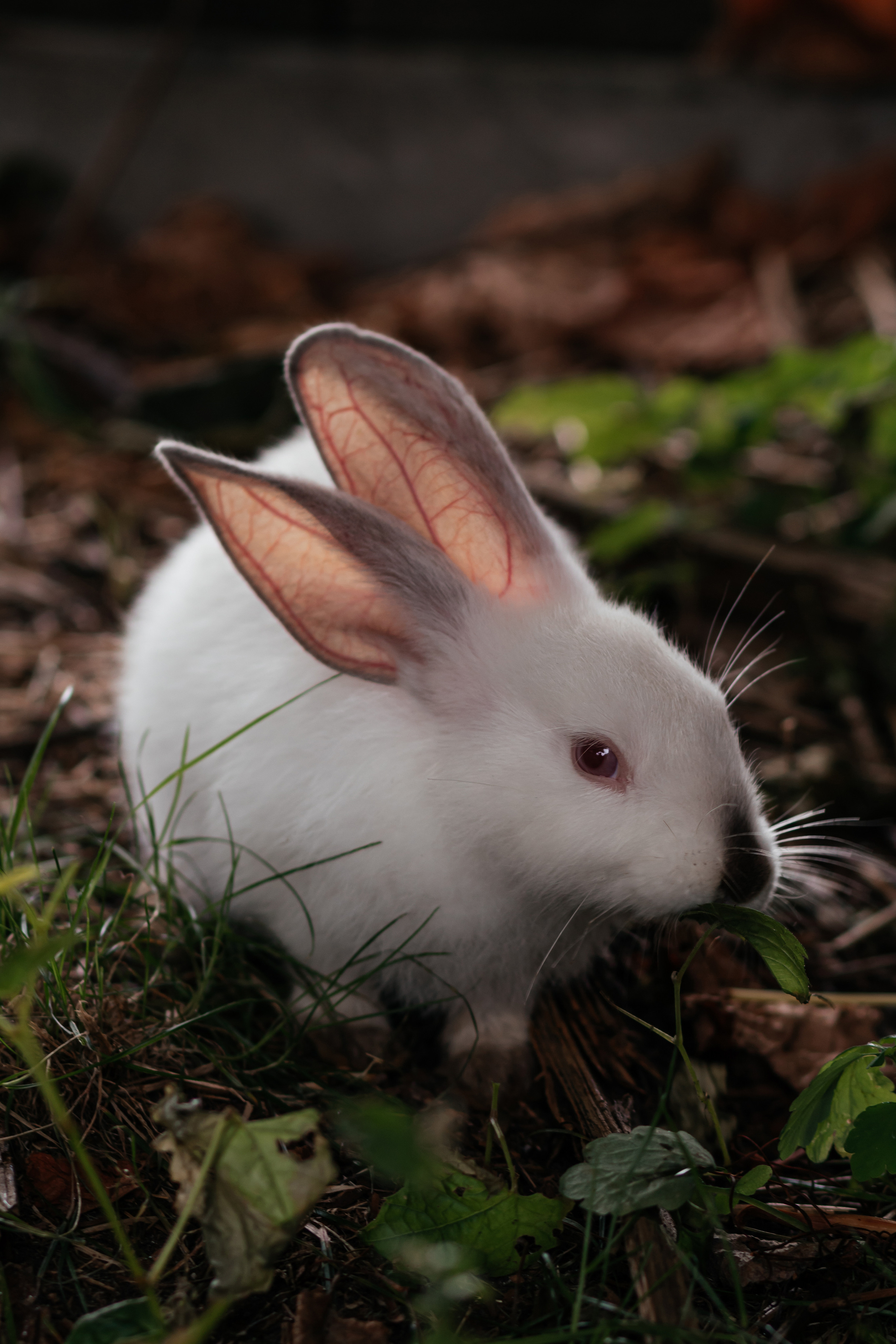 Пушистые друзья. Семейный фотограф в Минске Приболовец Светлана