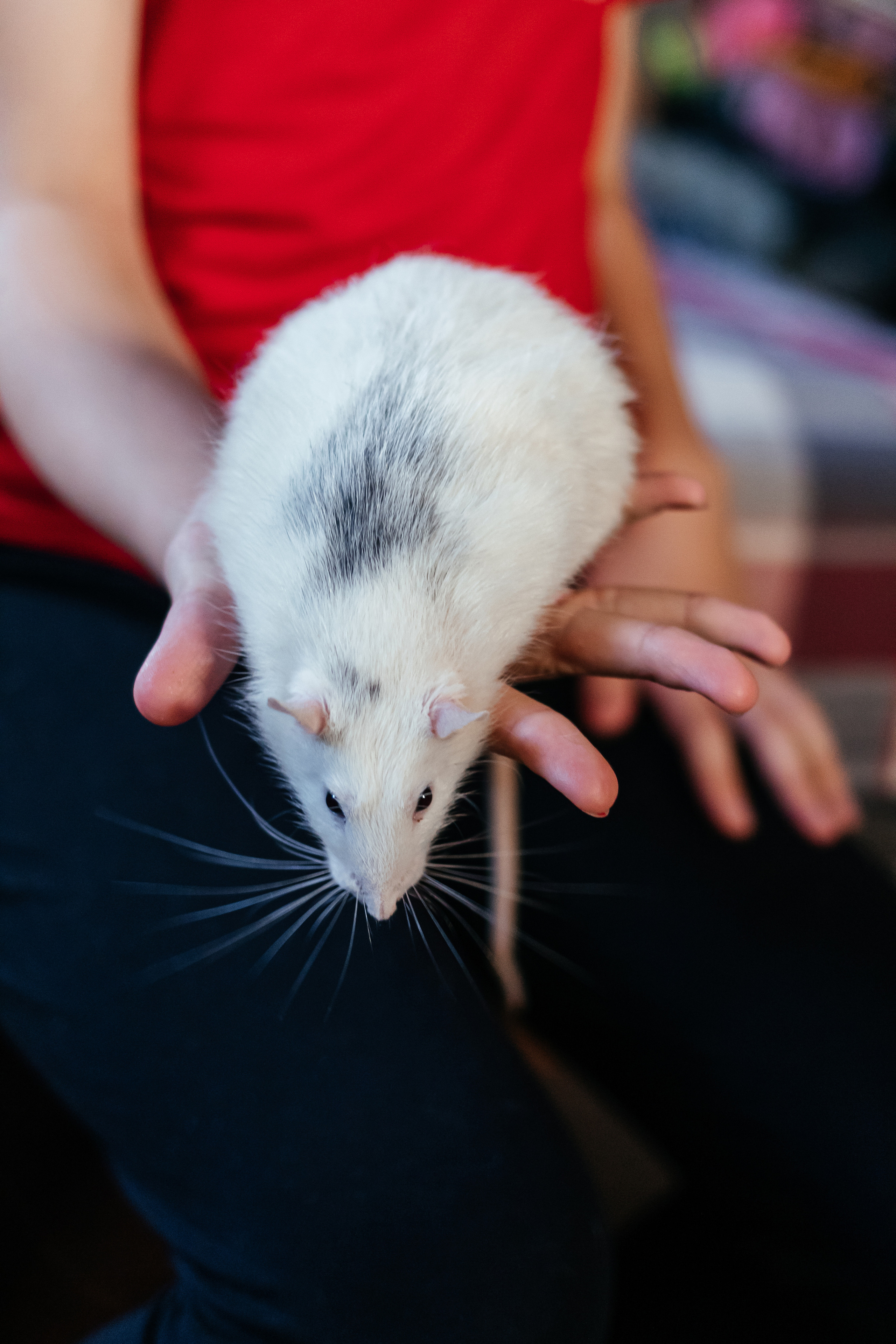 Пушистые друзья. Семейный фотограф в Минске Приболовец Светлана