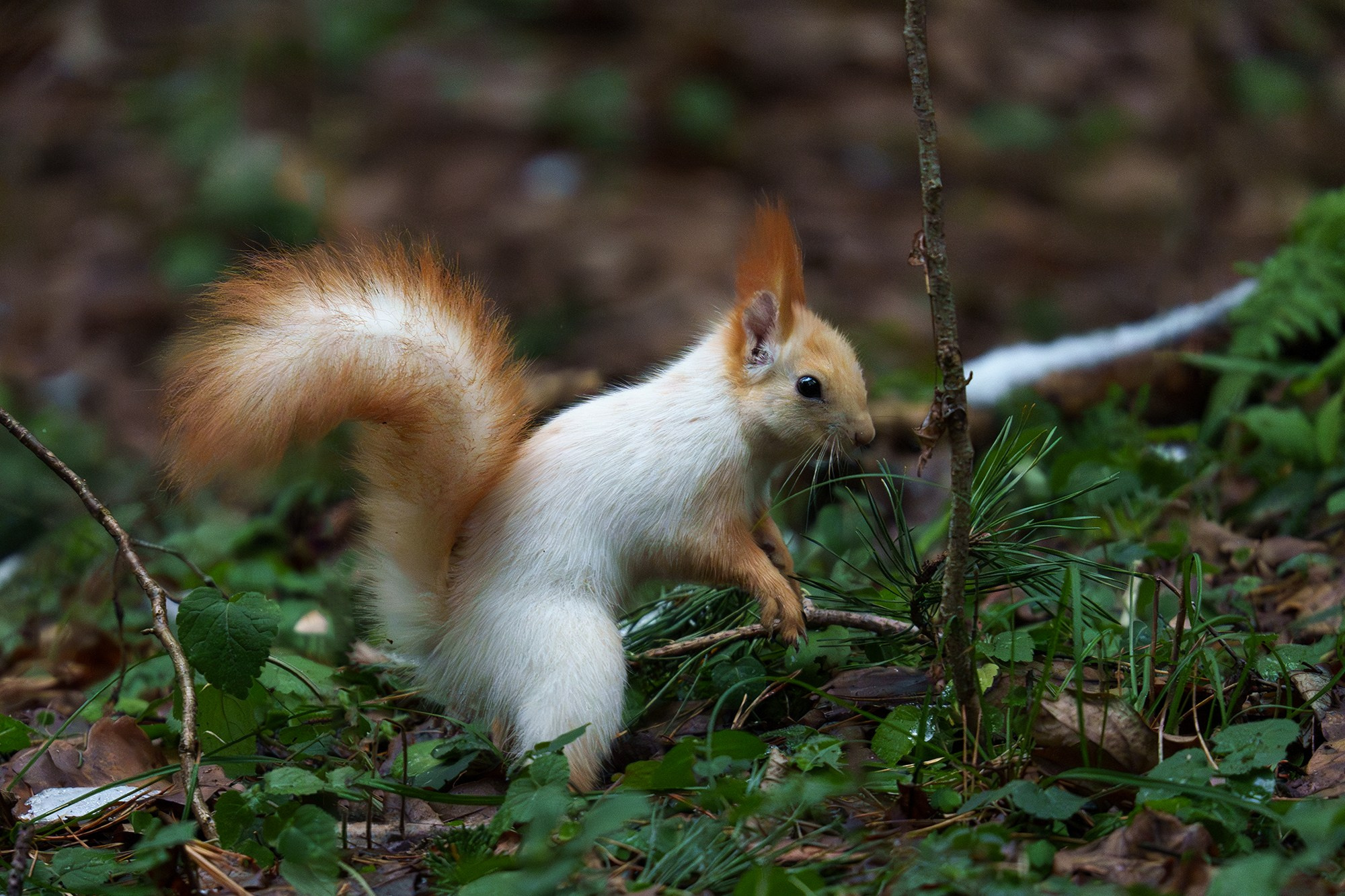 Животные. Ваш личный фотограф Марина Волкова