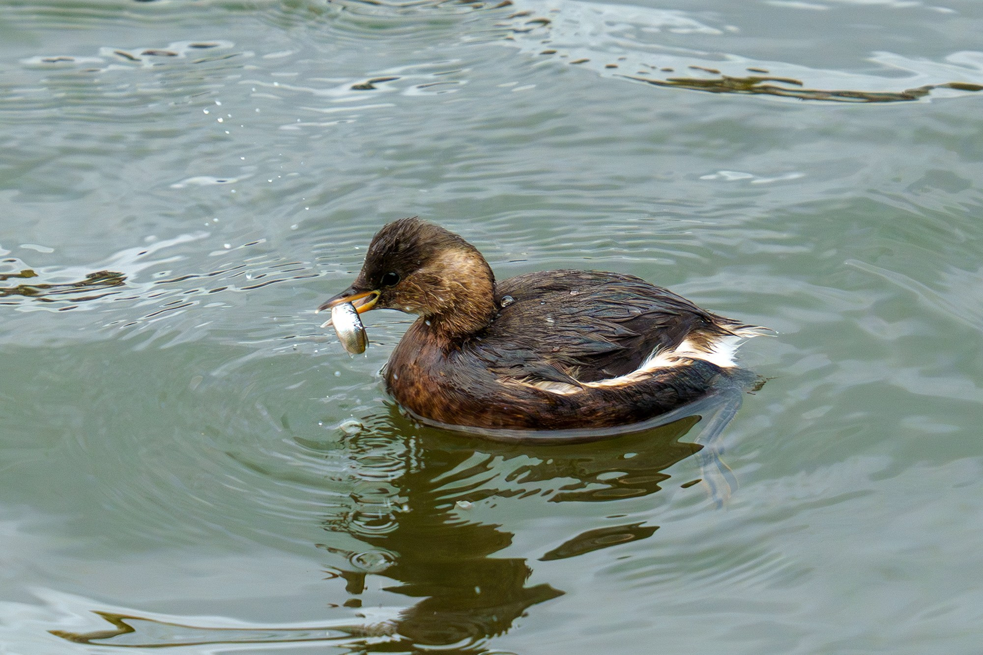 Удивительные мир птиц. Вокруг нас столько прекрасного — присмотритесь!. Ваш личный фотограф Марина Волкова