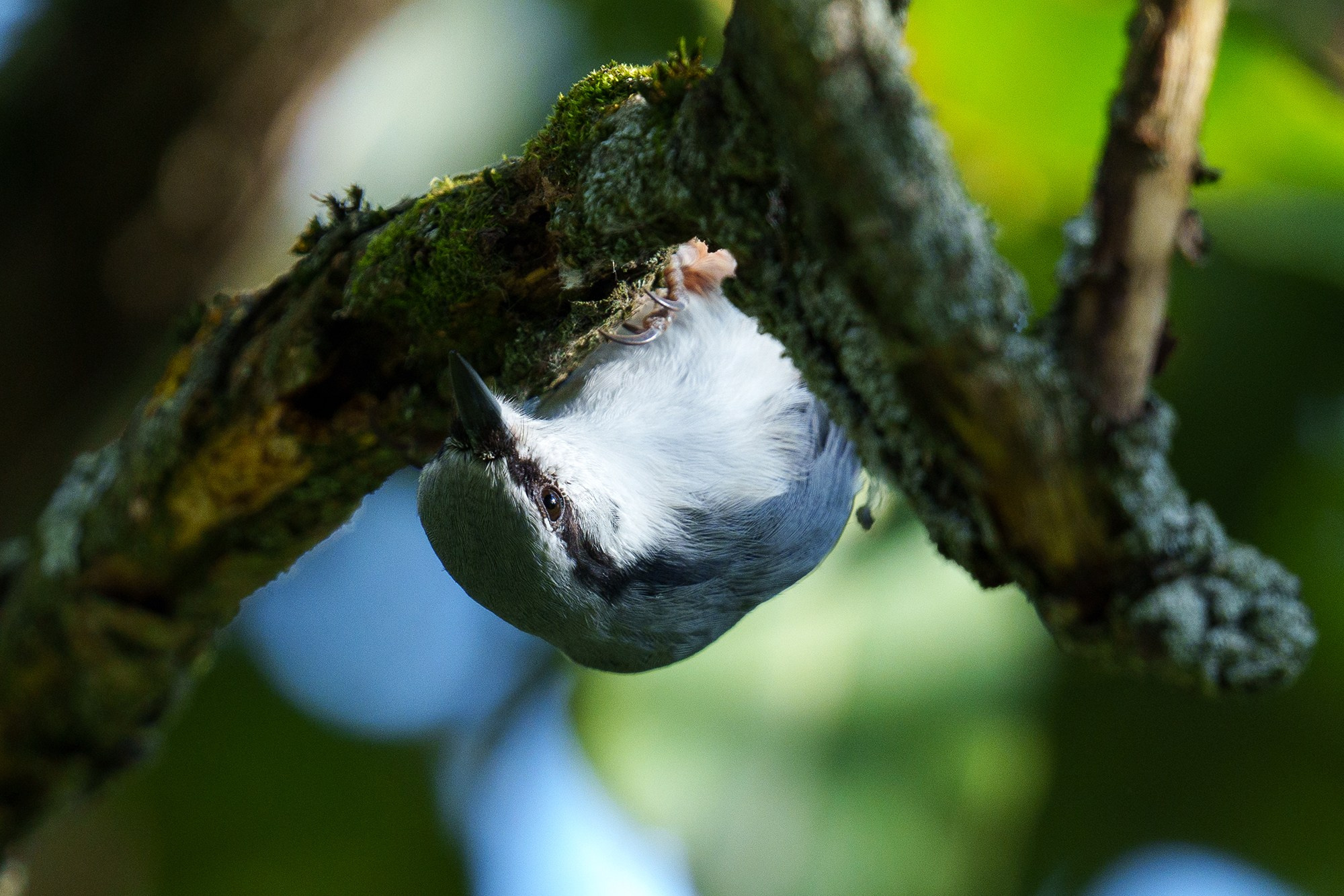 Удивительные мир птиц. Вокруг нас столько прекрасного — присмотритесь!. Ваш личный фотограф Марина Волкова