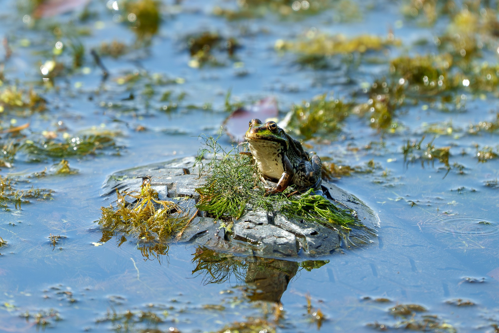 Животные. Ваш личный фотограф Марина Волкова