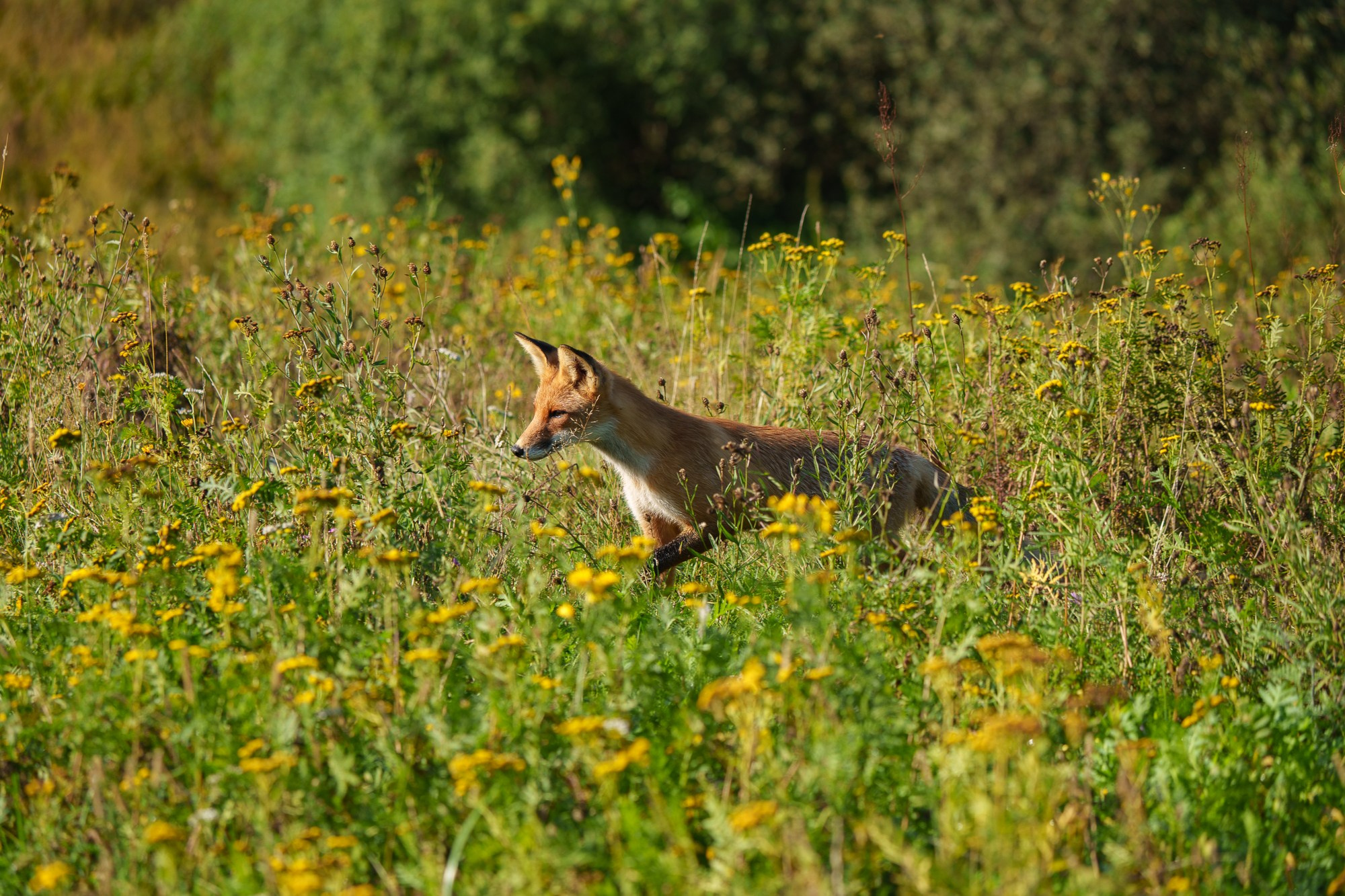 Животные. Ваш личный фотограф Марина Волкова