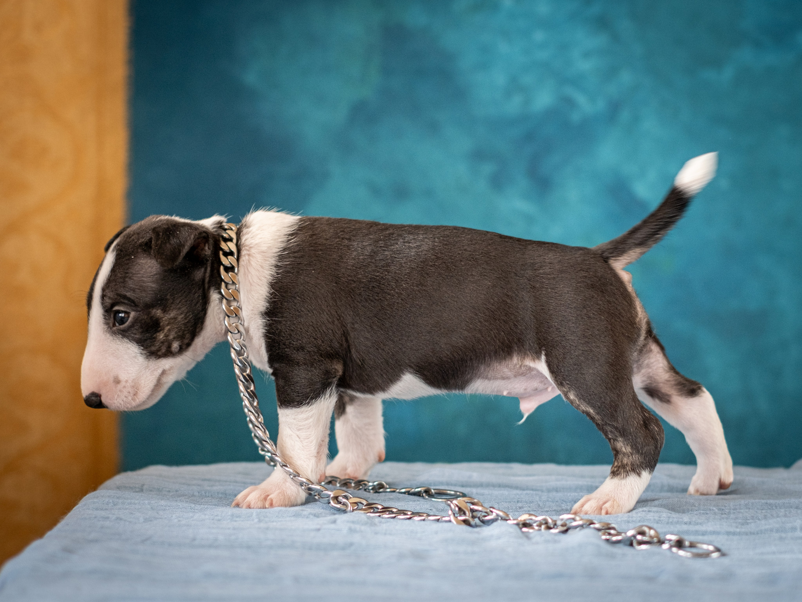 Сладкие булочки (МБТ — миниатюрный бультерьер) для Ильи). Зоофотограф, фотограф животных в Москве и области Дина Дамоцева