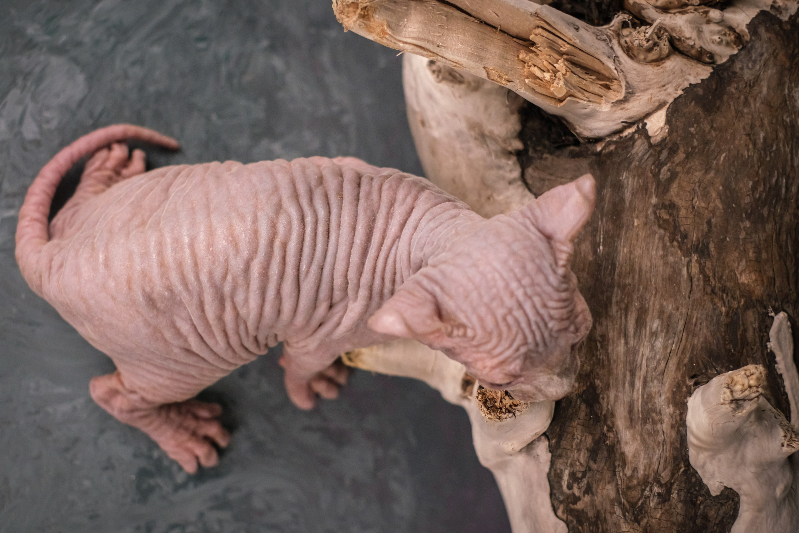 Котята для Данила и Ланы. Зоофотограф, фотограф животных в Москве и области Дина Дамоцева