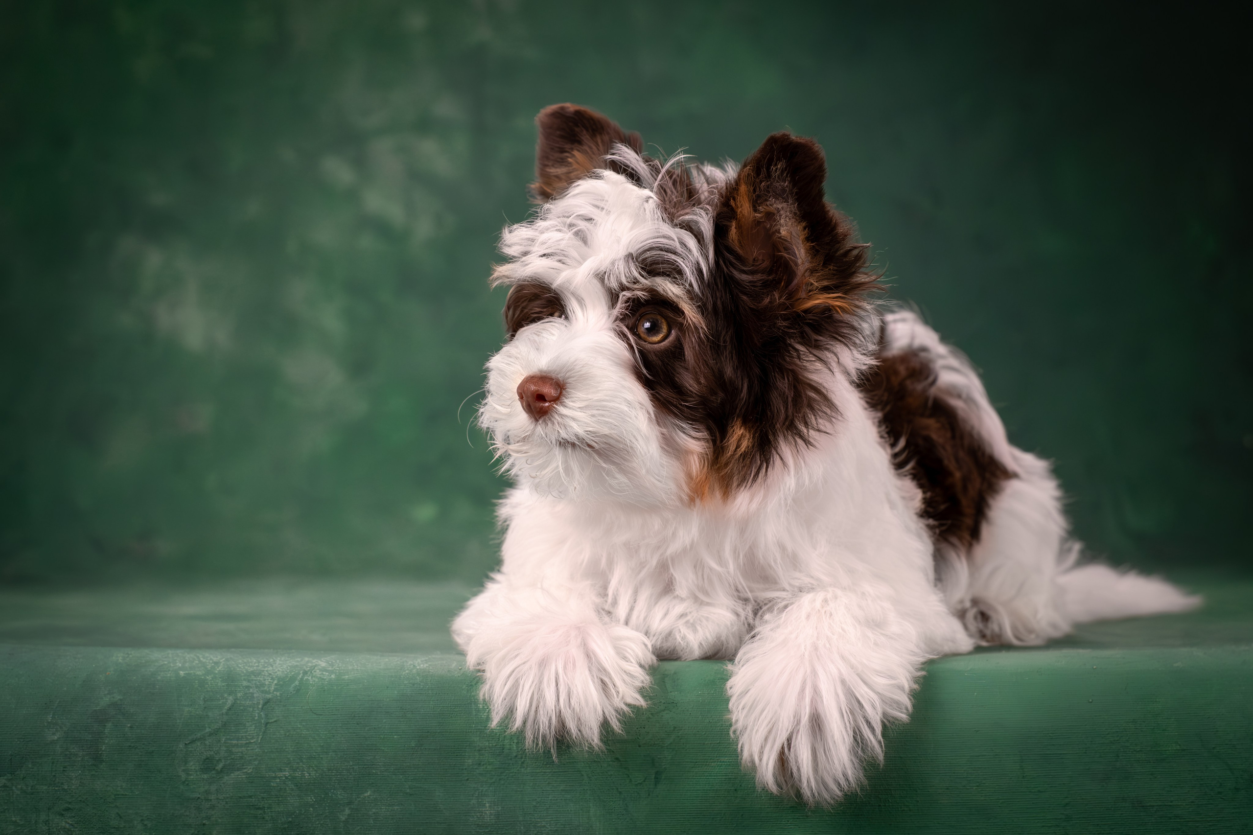 Сказочные биверы для Светланы