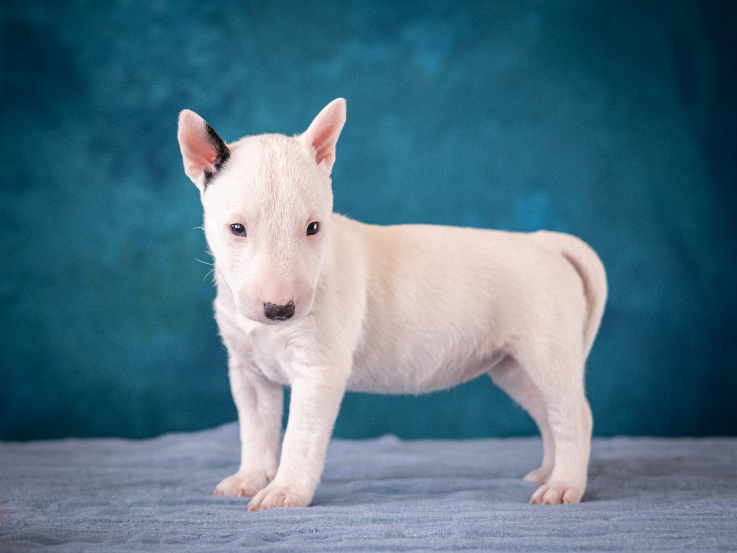 Сладкие булочки (МБТ — миниатюрный бультерьер) для Ильи). Зоофотограф, фотограф животных в Москве и области Дина Дамоцева