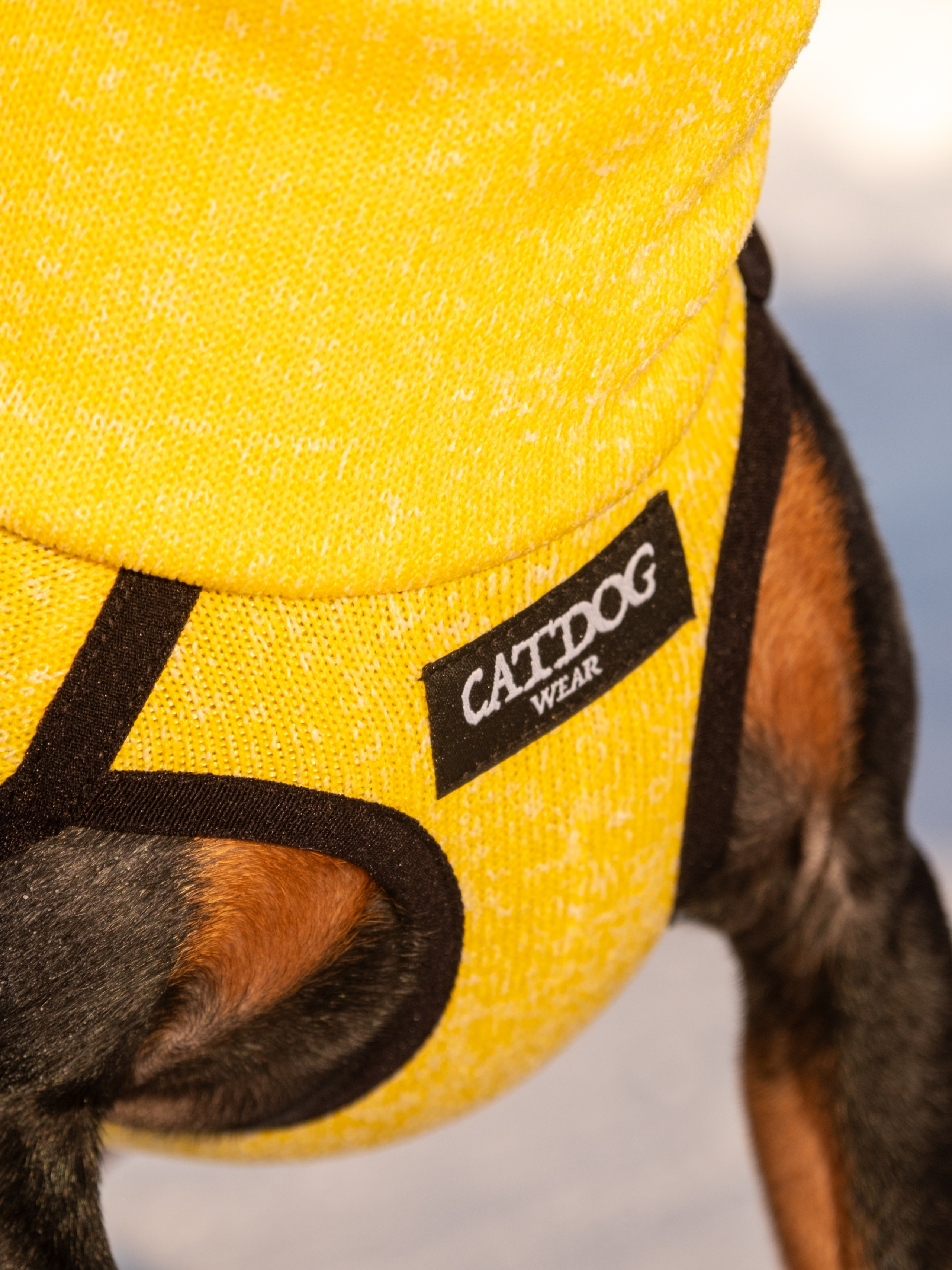 Одежда для собак. Заказчик — Екатерина!. Зоофотограф, фотограф животных в Москве и области Дина Дамоцева