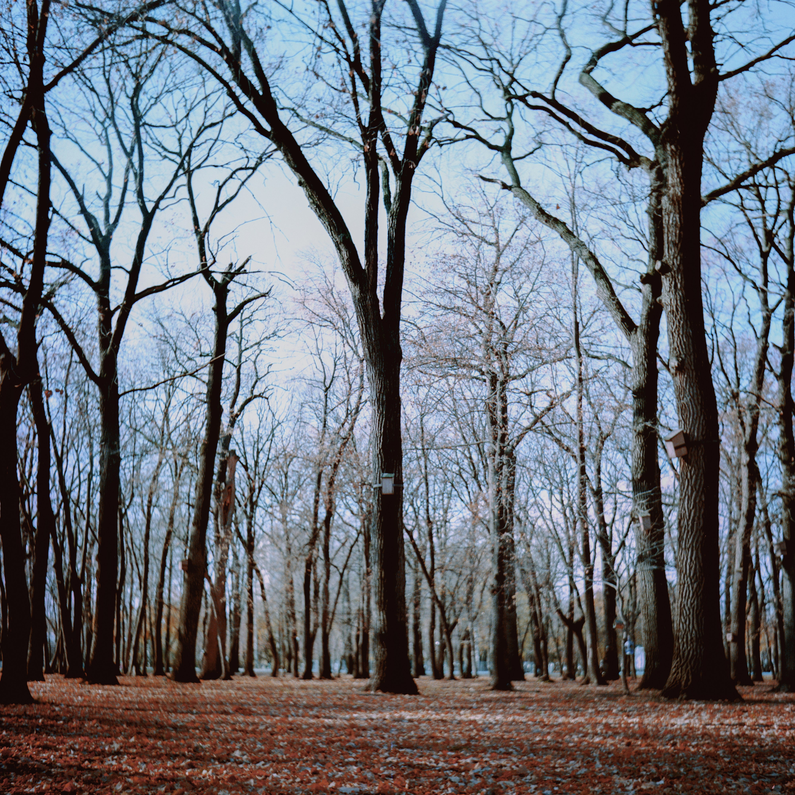 Пленочная история. Дмитрий Пропадалин, Нейрофотография