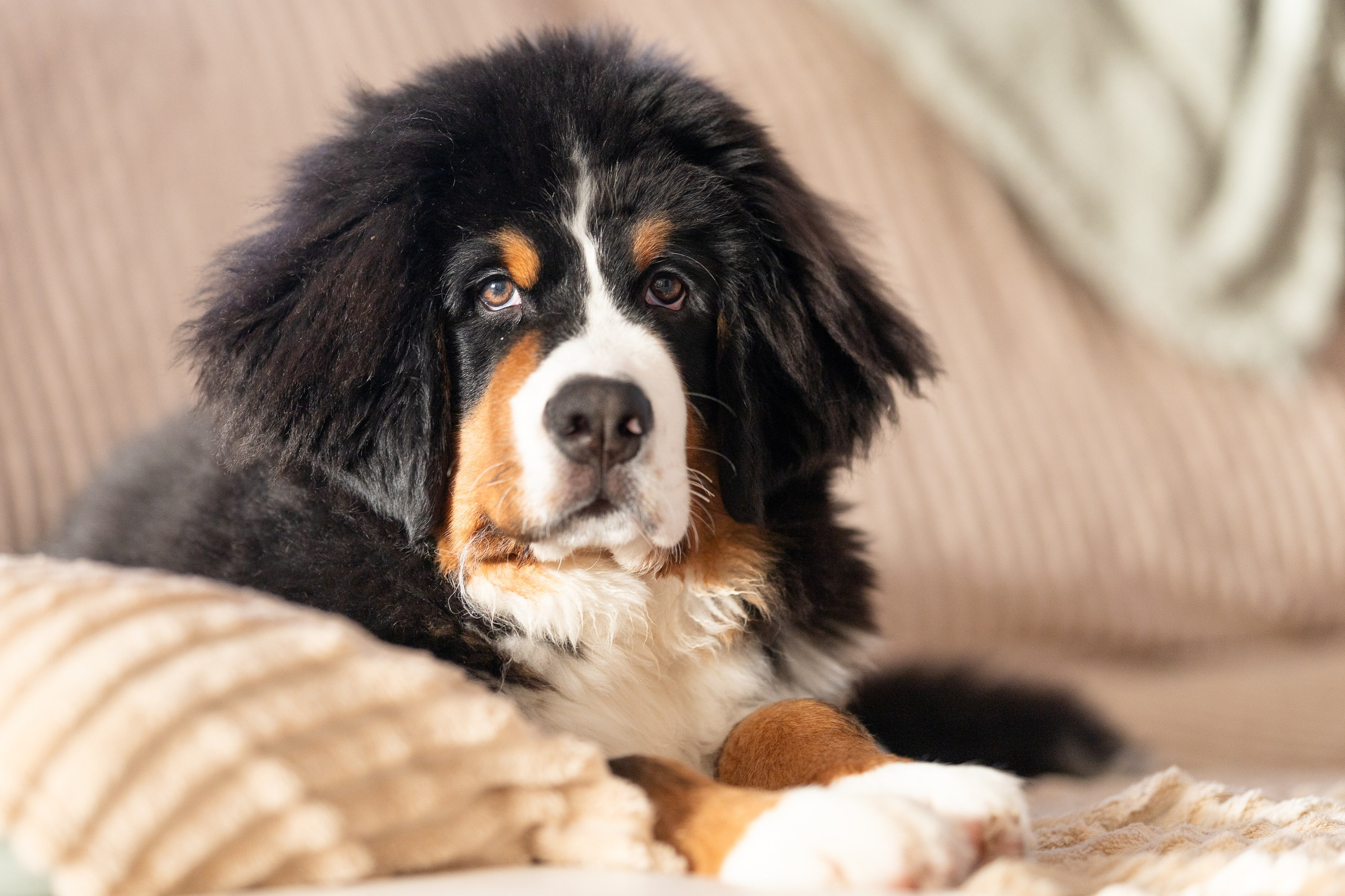 Фотосессия с питомцем. Ольга Варламова | Детский фотограф