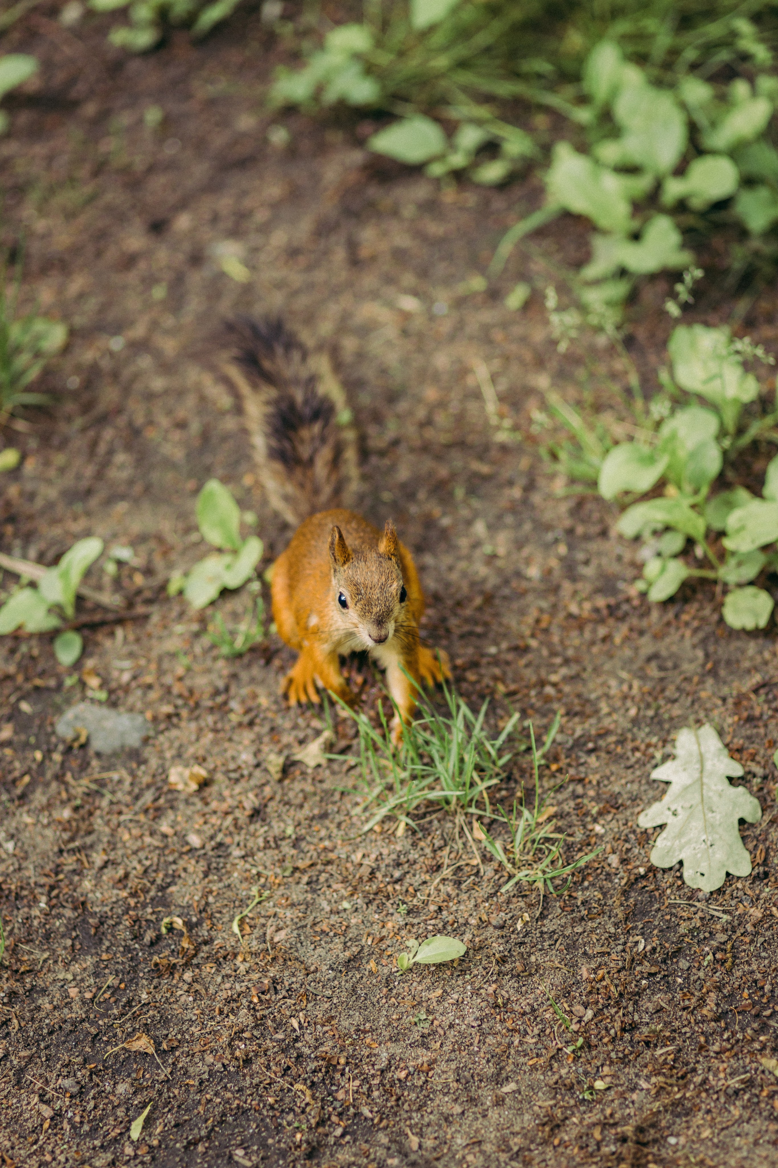 Шикарная пара в роскошном СПб!. Фотограф в Санкт-Петербурге и ЛО — Сергей Козлов